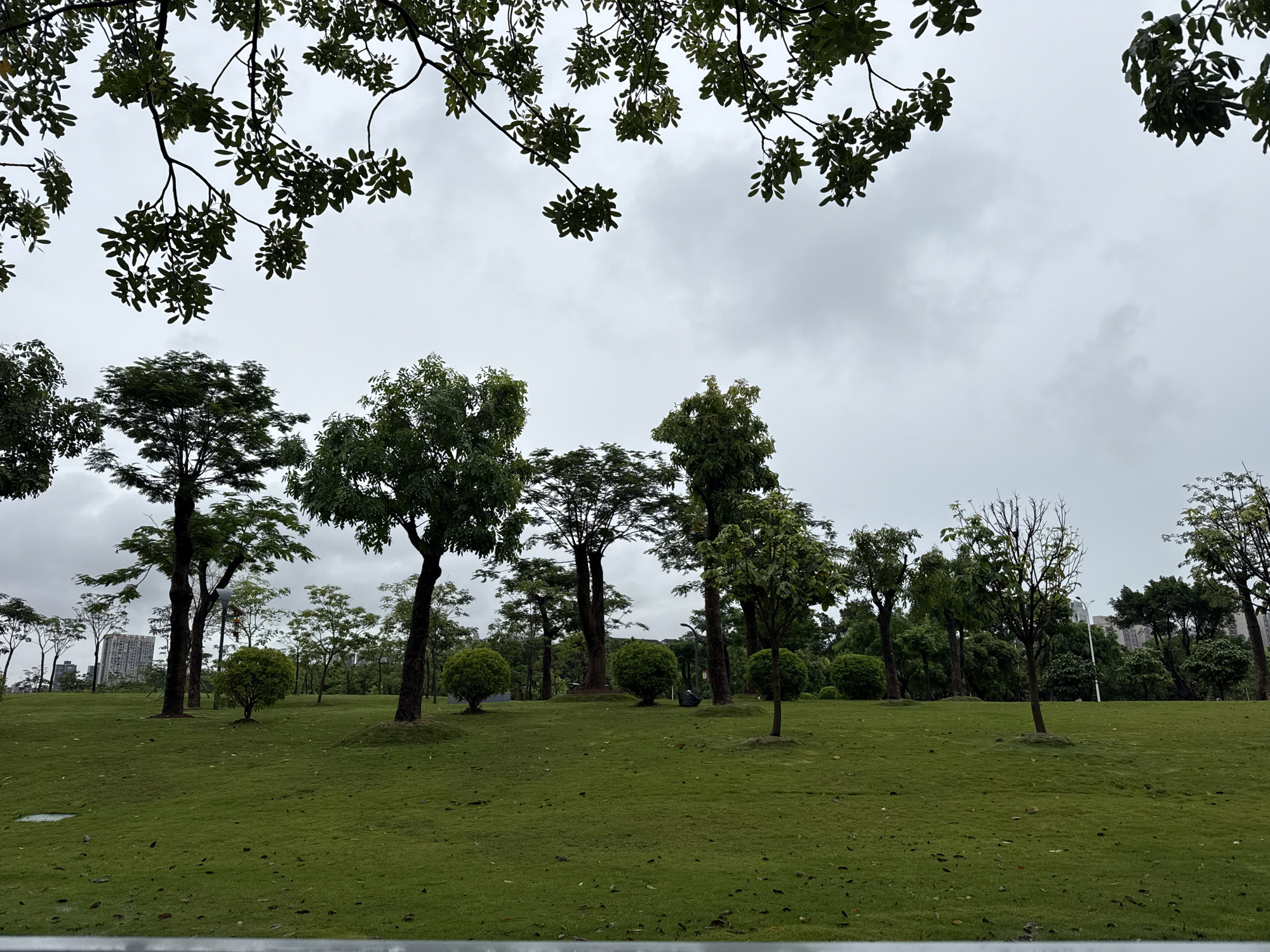 The image depicts a park in Huizhou, China, under an overcast sky. Lush green grass covers gently sloping terrain, dotted with various trees. In the background, several tall buildings are visible, suggesting an urban setting. The foreground is dominated by the park's landscape, with trees of different sizes and shapes scattered across the lawn. Some trees are tall and slender, while others are shorter and bushier, meticulously pruned into spherical shapes. A few fallen leaves are scattered on the grass. The overall atmosphere is serene and natural, with a hint of urban life in the distance.