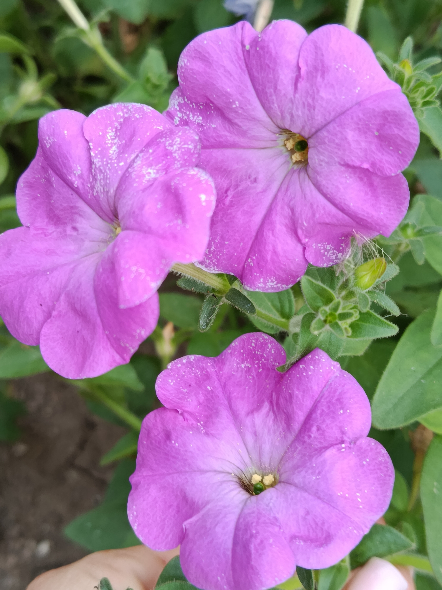 The image is a close-up, high-angle shot of three purple petunia flowers in bloom, set against a blurred background of green foliage and dark soil. The flowers are the primary subjects, with their petals displaying a vibrant purple hue, speckled with white dust or pollen. The stamens in the center of each flower are visible and appear yellow. One flower is positioned at the top left, another at the top right, and the third at the bottom center, creating a layered composition. A small green bud, still closed, is nestled among the leaves near the top right flower. The lighting suggests it is daytime, with soft illumination that highlights the texture and color of the petals. The image appears to be taken outdoors, possibly in a garden or park setting within Lotskyne, Ukraine. There are no people or animals directly visible in the frame, but a hand is partially visible at the bottom left corner, suggesting a human presence and potentially the act of photography. The overall scene is natural and peaceful, focusing on the delicate beauty of the flowers.