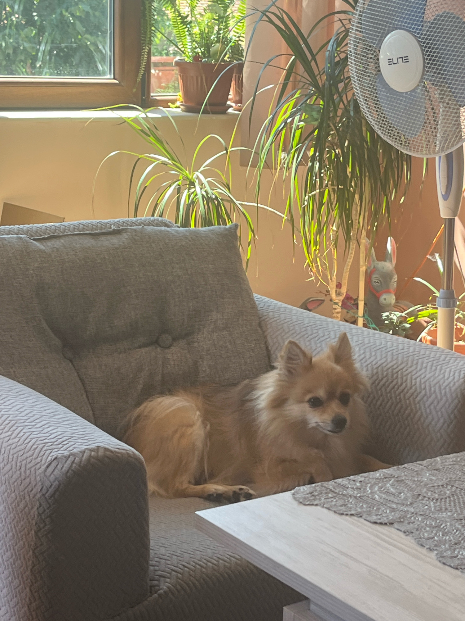 A small, light brown, fluffy dog is lying on a grey upholstered armchair in a room. The dog is facing to the right of the frame and appears to be resting. Behind the armchair, there are several potted plants near a window, with sunlight filtering through the leaves. A white oscillating fan is positioned to the right of the plants. In the background, a decorative donkey figure can be seen among the plants. A light-colored wooden table with a grey lace tablecloth is partially visible in the foreground. The environment suggests a residential indoor setting, possibly a living room or sunroom, located in Montana, Bulgaria, characterized by natural light and household items.