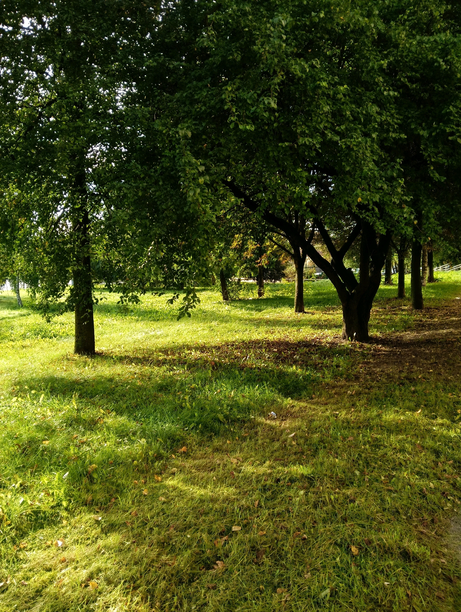 An outdoor photograph captures a tree-lined park with dappled sunlight. The scene is dominated by lush green grass, interspersed with fallen leaves. Several trees with dense green foliage are visible, their trunks dark and textured. The sunlight creates patterns of light and shadow across the grassy ground. In the background, more trees and a hint of a distant fence suggest an urban or suburban park setting. The overall impression is one of a serene, sunlit day in nature. The location is not explicitly identifiable within the image but the query specifies it is in the city of Hrodna, Belarus.