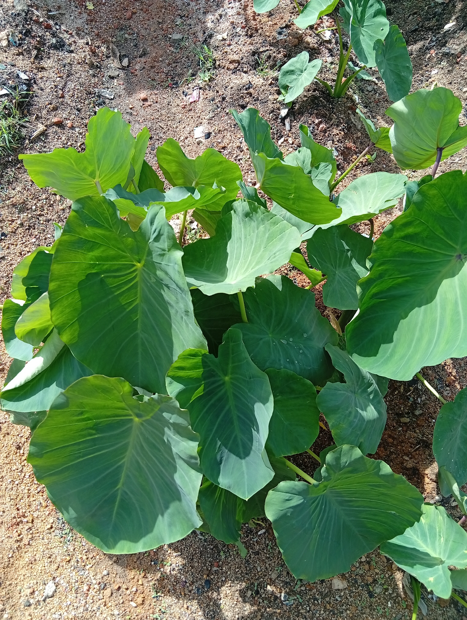 The image displays a cluster of taro plants, likely Colocasia esculenta, growing in sandy soil. The large, heart-shaped leaves are a vibrant green, some displaying prominent veins and water droplets on their surfaces. The soil is a mix of sand and small pebbles, with sparse patches of dry grass and some debris. The lighting suggests an outdoor scene under natural sunlight, casting shadows across the leaves and the ground. The specific location in Jos, Nigeria, is not visually discernible from the image itself. There are no people or actions depicted.