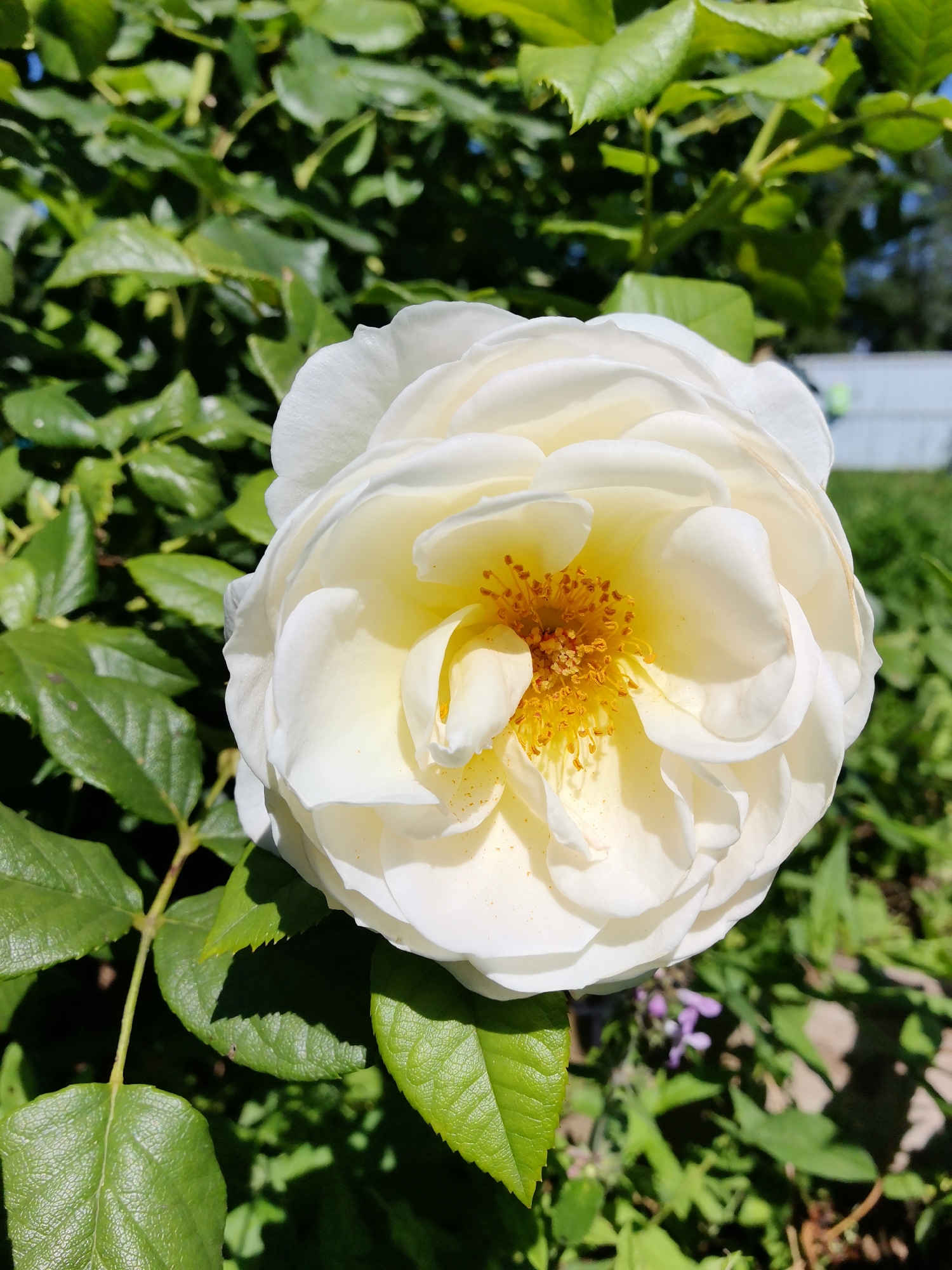 A close-up shot of a creamy white rose bloom, its delicate petals unfurling to reveal a bright yellow center with visible stamens. The rose is positioned on the right side of the frame, with its leaves and stems extending into the left and lower portions. The background is a blur of lush green foliage, suggesting a garden setting. In the far background, a light-colored fence and a hint of green grass are visible under a clear blue sky, indicative of an outdoor, possibly suburban or rural, environment. There are no people or animals visible in the image. The lighting suggests a sunny day, casting soft shadows on the rose petals and leaves. The image appears to be taken in Каймары, Russia, likely in a garden or park.