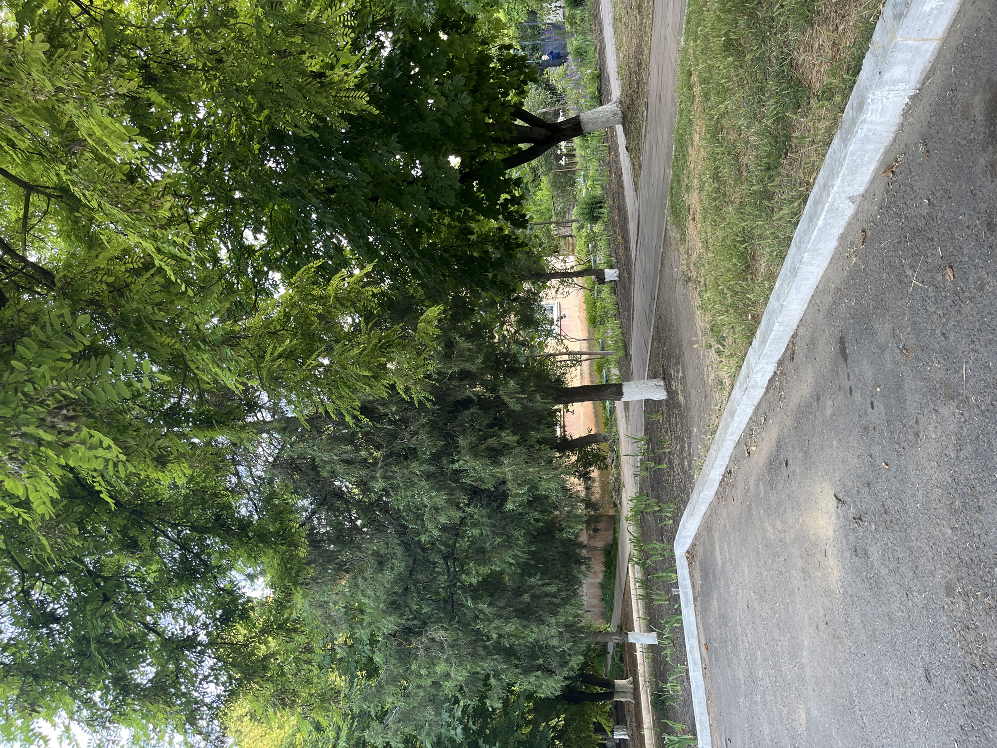The image depicts a park area in the city of Ivanivka, Ukraine. In the foreground, there is an asphalt surface with a concrete curb bordering a grassy area. Beyond the curb, several young plants are arranged in neat rows in a prepared garden bed. Further into the scene, paved walkways wind through the park, surrounded by grass and trees. Several trees with white-painted trunks are visible, some appearing to be coniferous and others deciduous with lush green foliage. In the background, a building with an orange facade is partially obscured by trees. A person in a dark blue jacket can be seen in the distance near a fenced-off area that appears to be a garden. The overall environment suggests a public park setting during daytime.