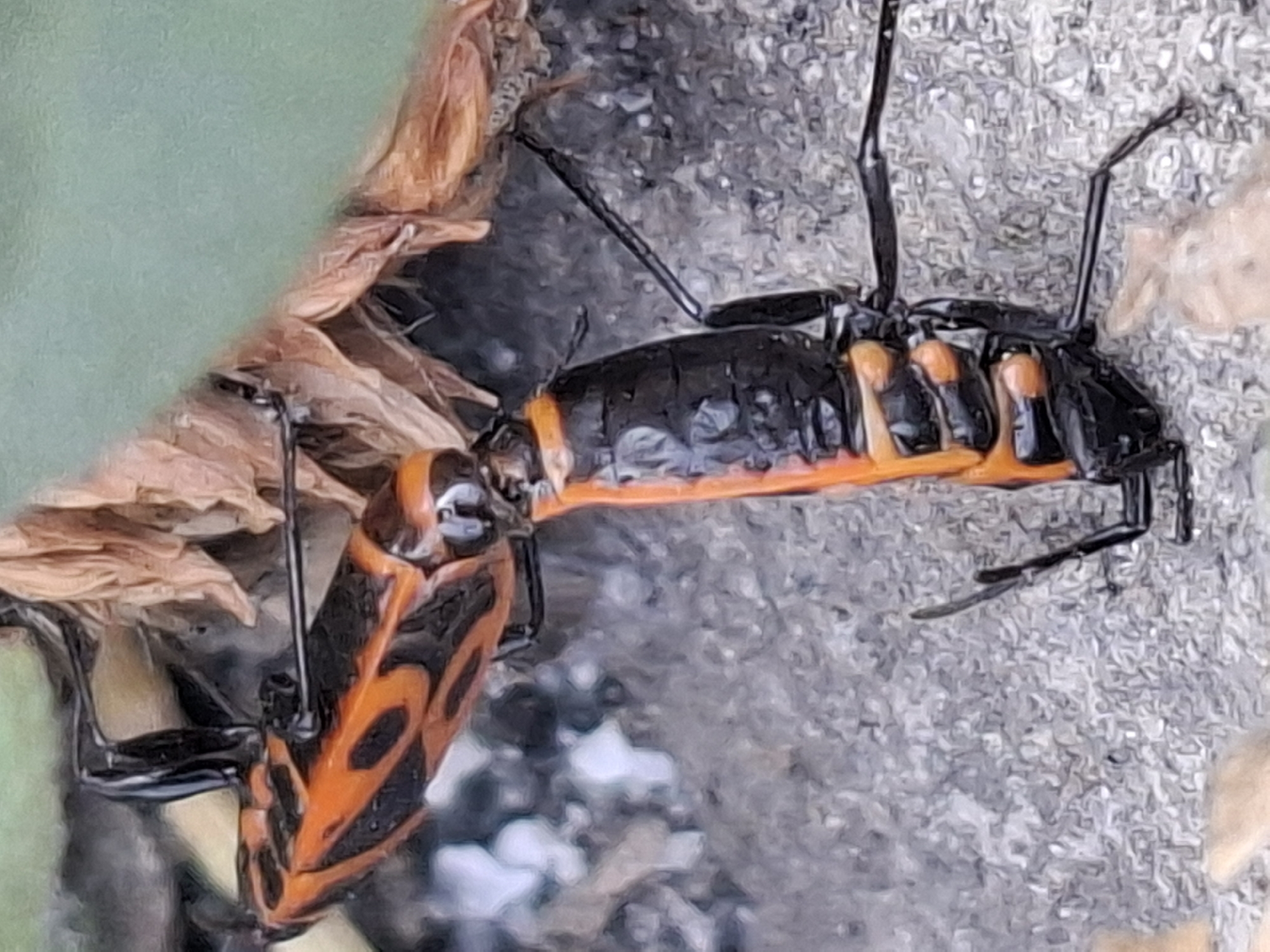 Two large, black and orange insects are positioned vertically, with one insect stacked on top of the other. The top insect is oriented horizontally, with its head facing left, and its body is clearly visible with distinctive orange and black markings. The bottom insect is oriented vertically, with its head facing upwards. Both insects appear to be connected at their posterior ends. They are resting on a textured, grey surface that resembles gravel or concrete. In the background, there are dry, brown plant materials and a blurred green area that suggests foliage. The image captures a close-up view of these insects. The location in Almaty, Kazakhstan, is not discernible from the provided image.