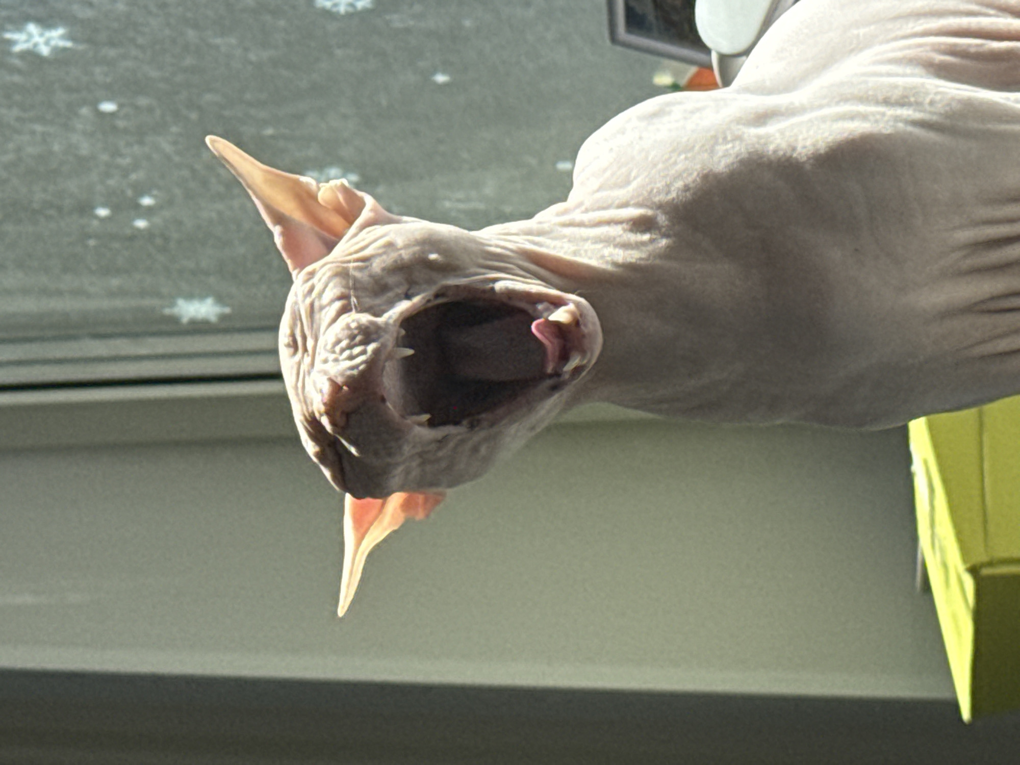 A light-skinned Sphynx cat is centrally depicted in an indoor environment located in Krasnoyarsk, Russia. The cat is captured mid-yawn, with its mouth wide open, revealing prominent canines, a pink tongue, and the internal throat structure. Its large, pointed ears are erect, and its hairless skin displays characteristic wrinkles. To the left, a light greenish-grey wall or vertical panel is uniformly illuminated. To the right, a window pane adorned with multiple white snowflake decals is visible. A bright yellow, rectangular object occupies the lower-left foreground. A blurred, dark-edged object is partially visible in the lower-right background. Natural light illuminates the scene from the right.