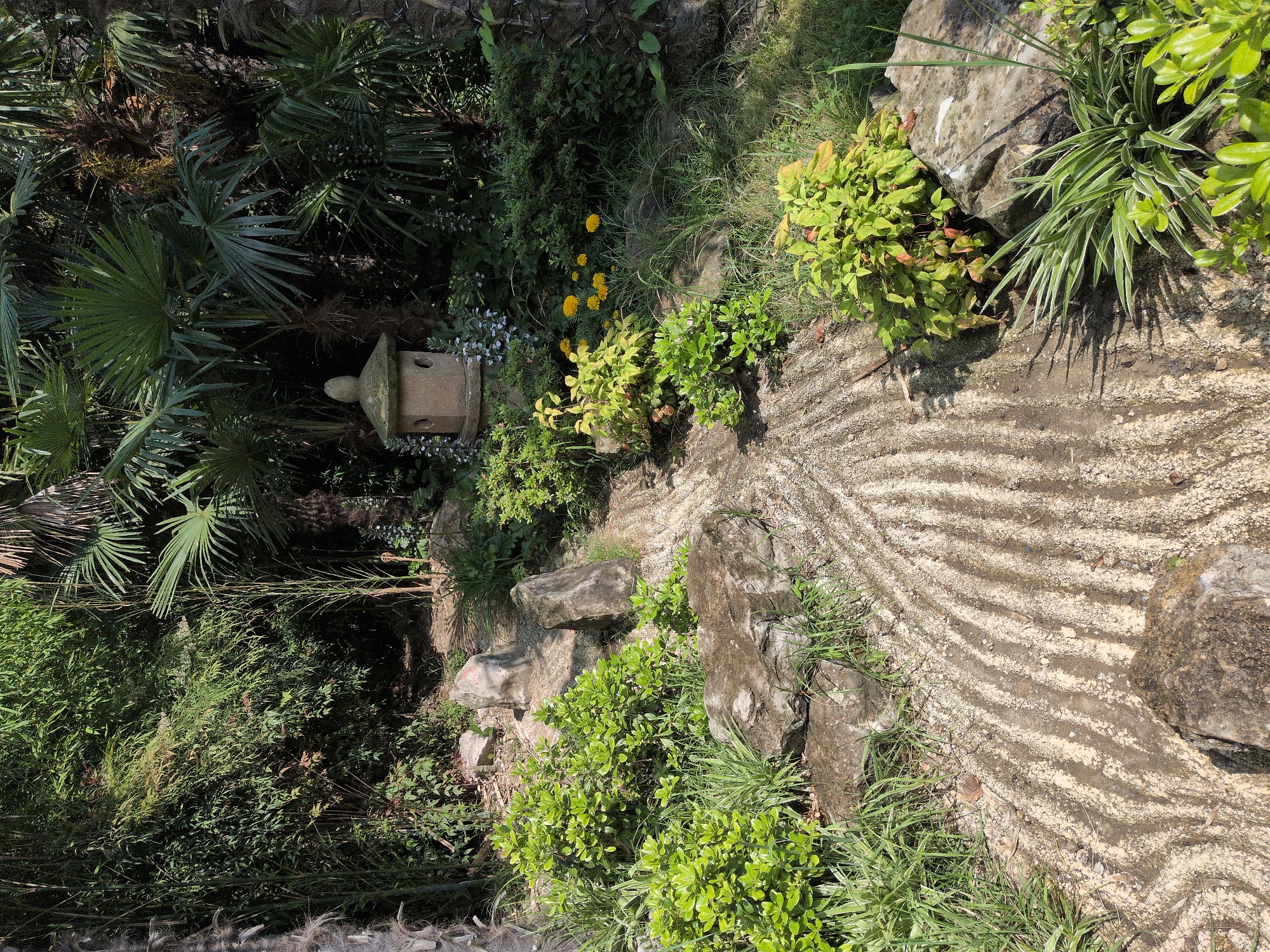The image depicts a tranquil, sunlit Japanese-style garden, likely located in Sochi, Russia, given the presence of lush, tropical-like foliage. The foreground features a winding pathway made of sand or gravel, meticulously raked into parallel lines, creating a ripple effect. Several weathered grey rocks are strategically placed along the pathway and amidst vibrant green and yellow-leafed shrubs.
In the middle ground, a traditional stone lantern, a common element in Japanese gardens, stands stoically amidst dense greenery. Small yellow flowers bloom nearby, adding pops of color to the scene. Tall, slender bamboo stalks and broad-leafed palm fronds dominate the background, creating a dense canopy that filters the sunlight, casting dappled shadows on the ground. The overall atmosphere is one of serenity and natural beauty, suggesting a well-maintained public garden or private estate. No people or animals are visible in the image.
