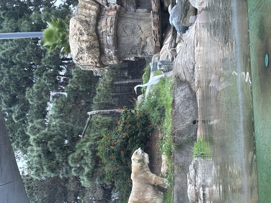 A polar bear stands near green foliage with small red flowers, gazing upwards toward a great egret perched on a rocky ledge. Behind the bear, a dense thicket of trees extends towards the sky. To the right, a man-made rocky structure rises up, culminating in a waterfall feature that obscures part of the scene. A palm tree is visible in the background, adding a touch of exotic flair to the environment.