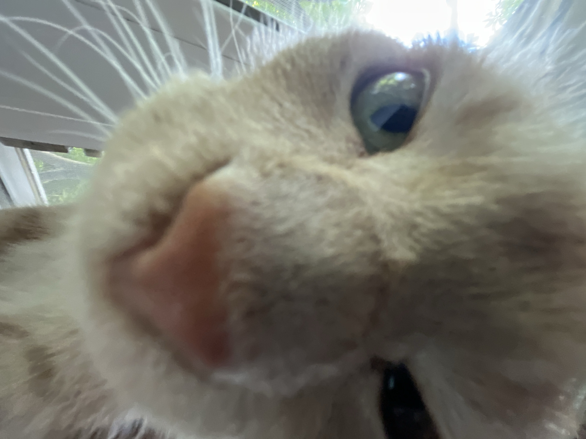 This is an extreme close-up photograph of an orange tabby kitten's face, taken from a low angle. The kitten's nose is the central focus, with its whiskers prominently displayed fanning out to the left. The kitten's left eye is visible and open, with a green iris and a dark pupil. A portion of the right eye is visible and appears to be partially closed or squinting. The kitten's fur is a light orange with faint tabby markings. The background is blurred but appears to be an indoor setting with a window or screen visible to the left, suggesting the kitten may be near a window. The lighting is bright, casting some glare and highlights on the kitten's fur and whiskers. The scene is indoors in the city of Unknown, Unknown.