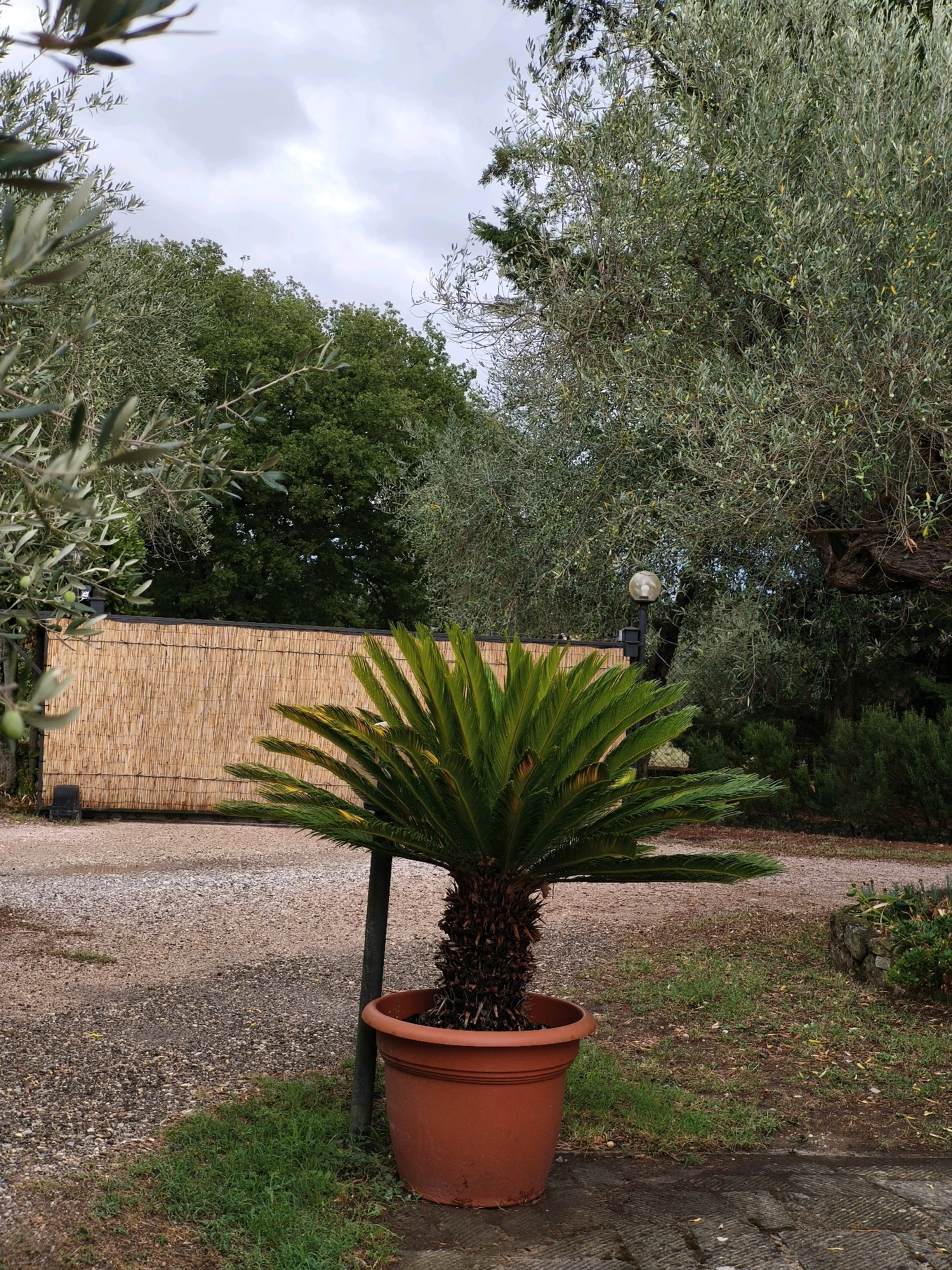 The image captures an outdoor scene, likely in a garden or courtyard area, with elements suggestive of Passignano sul Trasimeno, Italy. Dominating the foreground is a potted sago palm in a large, terracotta-colored planter, supported by a dark, thin pole. Behind the palm, a rustic wall constructed from horizontally aligned bamboo stalks is visible. The ground is covered with gravel and patches of green grass. In the background, mature olive trees with silvery-green foliage create a natural canopy, with other dense green foliage further back. A lamppost with a globe-shaped light fixture stands to the right of the bamboo wall. The sky above is overcast and cloudy. The overall impression is one of a tranquil, semi-rural setting.