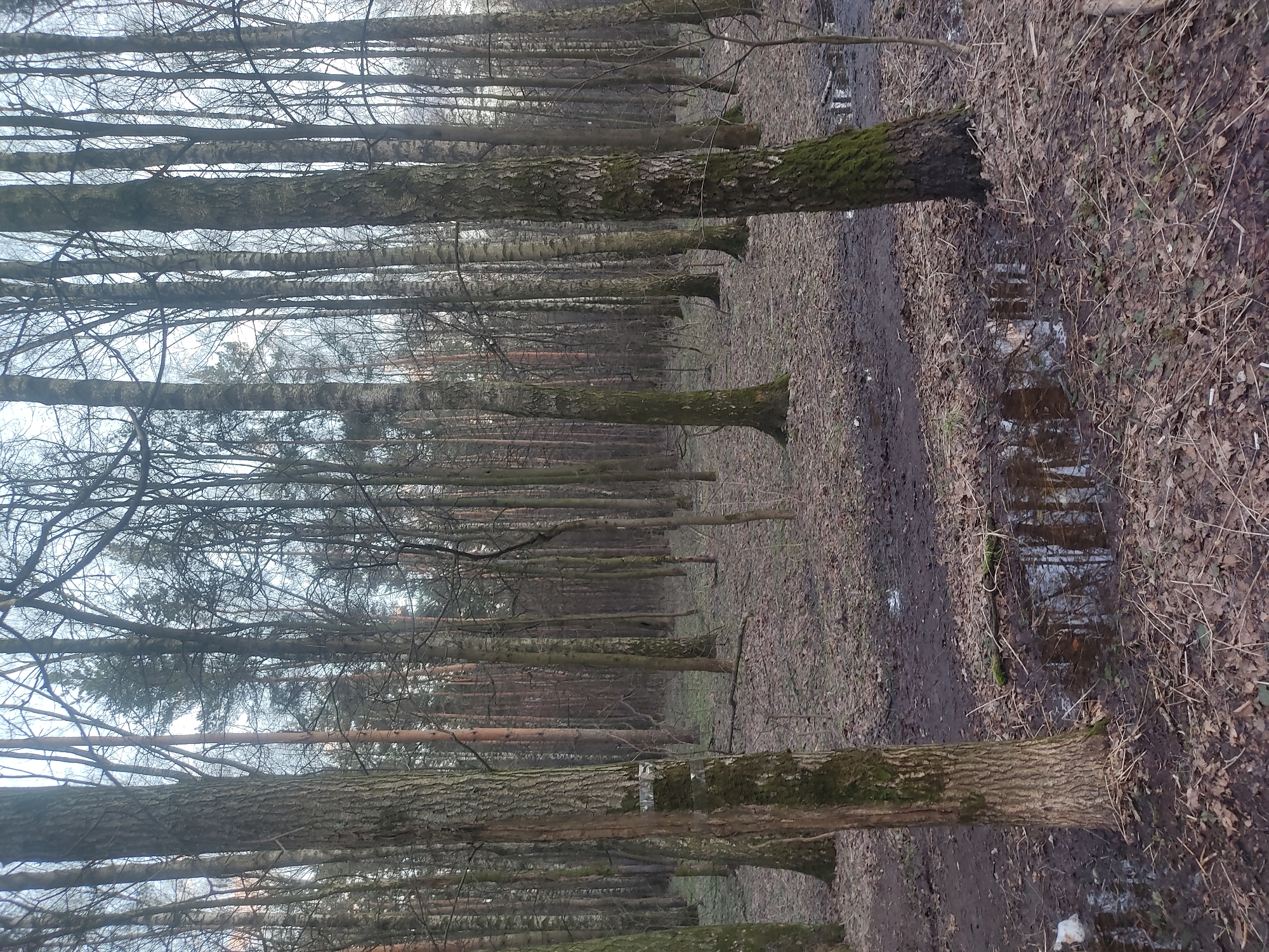 The image shows a forest scene in a park, likely in Moscow, Russia. The scene is composed of a row of closely planted trees with bare branches in the background, suggesting a season of late autumn or early spring. A dirt path runs along the right side of the frame. The ground is covered with leaf litter, bare earth, and areas of standing water. The trunks of the trees are mostly vertical, and a few are covered with patches of green moss. No people or animals are visible in the scene. The sky is overcast.
