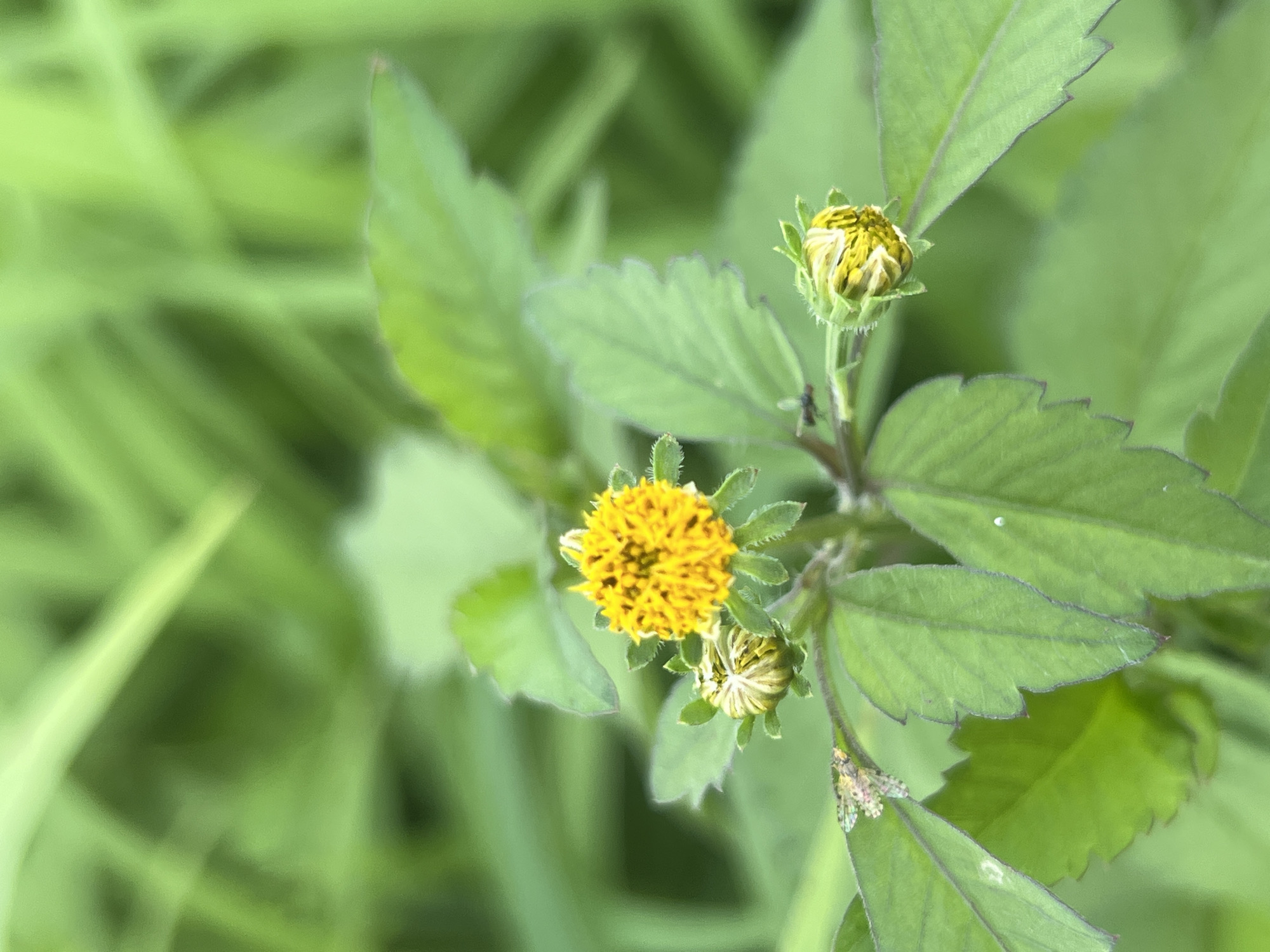 A close-up, eye-level, vertical shot captures a vibrant yellow wildflower in focus against a blurred green background of foliage. The flower, with its dense, spiky petals, is the central subject. To its left, a tightly closed bud of the same flower species displays green and yellow hues. Another bud, also partially closed, is positioned to the lower right. Delicate green leaves with serrated edges surround the blooms, some showing faint vein patterns. A small, multi-colored insect with delicate wings rests on one of the lower leaves on the left. The overall environment suggests a natural, outdoor setting, possibly a garden or a wild patch of greenery. There are no people or man-made structures visible. This scene is located in Durumi, Nigeria.