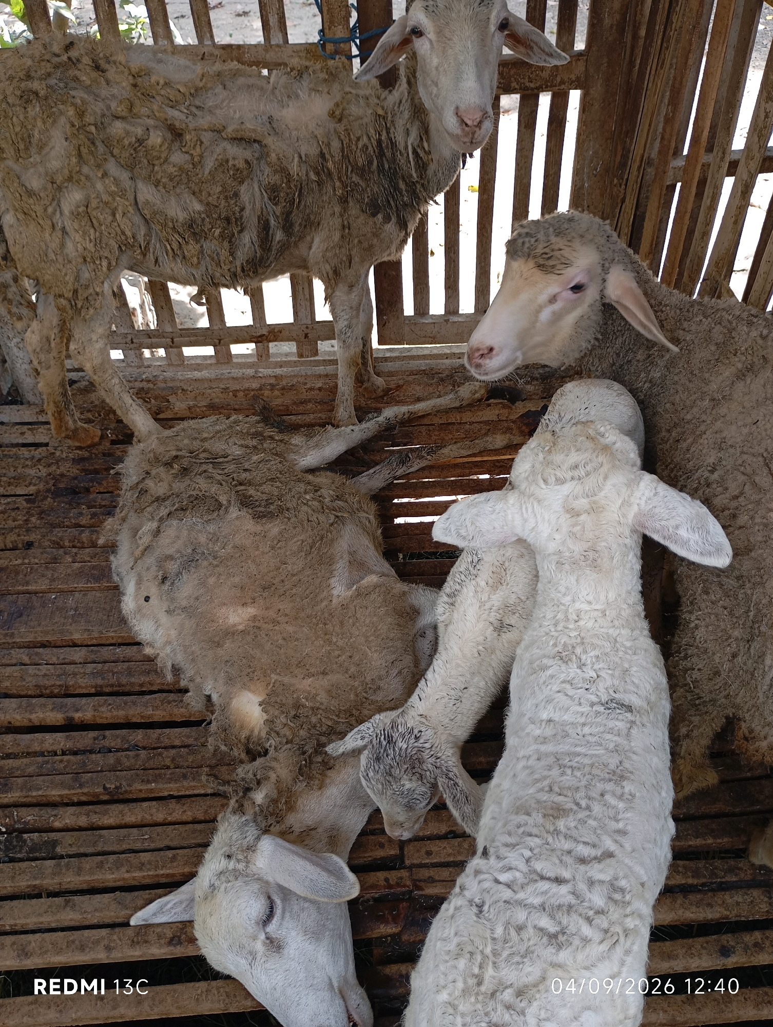 In a wooden enclosure in Ambulu, Indonesia, three sheep are visible. One sheep stands on the upper level, its wool matted and dirty. Below, two other sheep are lying down. One is positioned horizontally on the wooden slats, its back facing the viewer. The other sheep is lying on its side, facing towards the bottom left corner of the frame. A younger, lighter-colored lamb is nestled between the two larger sheep. The environment appears rustic, with worn wooden planks forming the floor and walls of the enclosure. Natural light filters into the space from the top and sides.