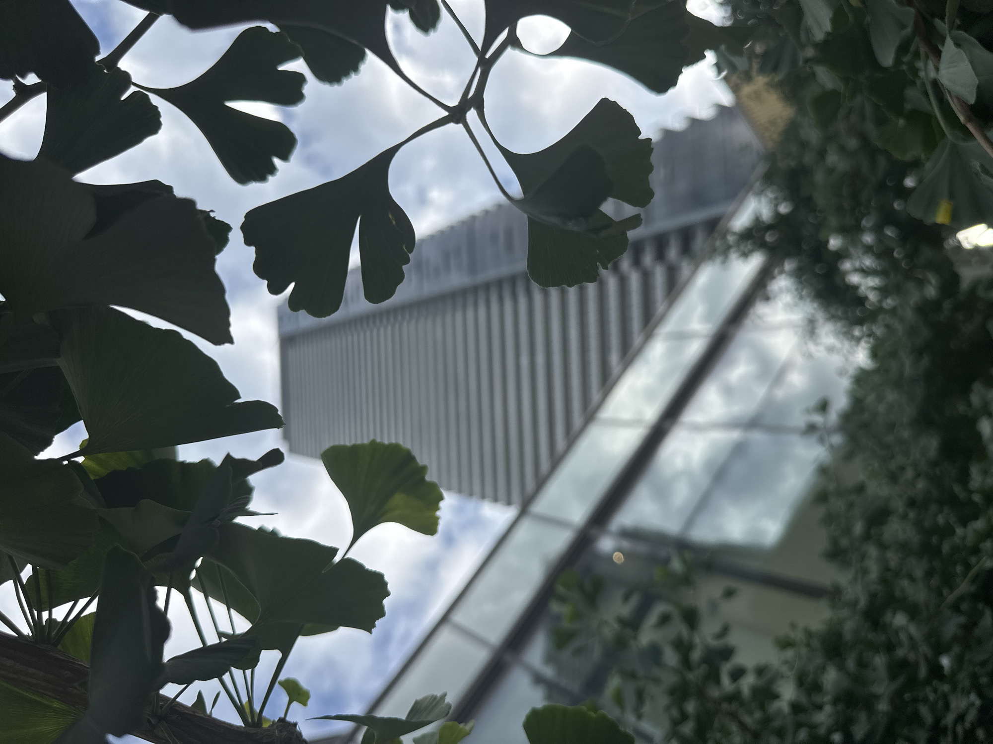 This is a close-up, low-angle outdoor shot looking up at a modern, glass-fronted skyscraper with a distinctive ribbed facade, partially obscured by the dark silhouettes of Ginkgo tree leaves in the foreground. The building is tall and slender, appearing to be made of concrete with horizontal lines of windows. The sky behind is cloudy, with patches of bright white suggesting sunlight breaking through. The leaves in the foreground are out of focus and silhouetted against the brighter background, with the veins of some leaves clearly visible. The bottom portion of the image shows blurred green foliage, possibly more trees or bushes. The lighting suggests it's daytime, possibly late afternoon or early morning. The scene is urban, with a clear contrast between the organic shapes of the tree and the man-made structure. The location is likely an urban park or plaza near a commercial or residential building in Burnaby, Canada. There are no people or animals visible in the frame.