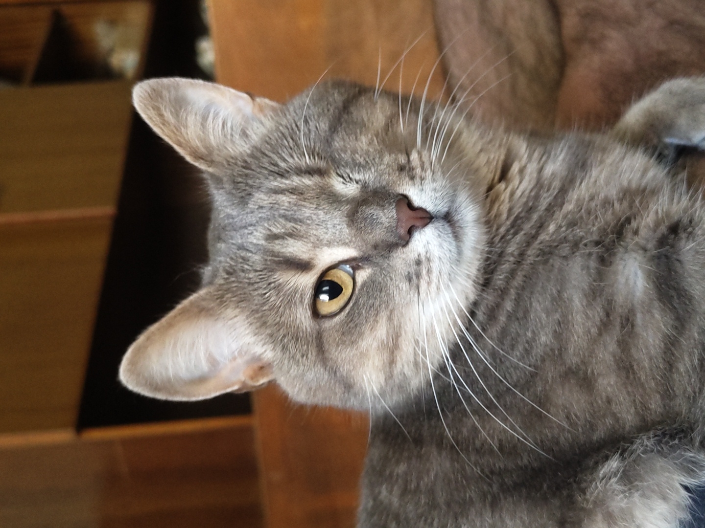 A close-up, eye-level, medium shot captures a tabby cat with grey and brown fur looking directly at the viewer. The cat is missing its left eye, which is covered by its eyelid. Its right eye is golden yellow. Long white whiskers fan out from its nose and cheeks. The background consists of blurred wooden furniture, with shelves visible in the upper right corner. The lighting is warm and natural, coming from the right. The cat is lying down, with its body partially visible, and its paws are tucked in. The overall mood is calm and intimate.