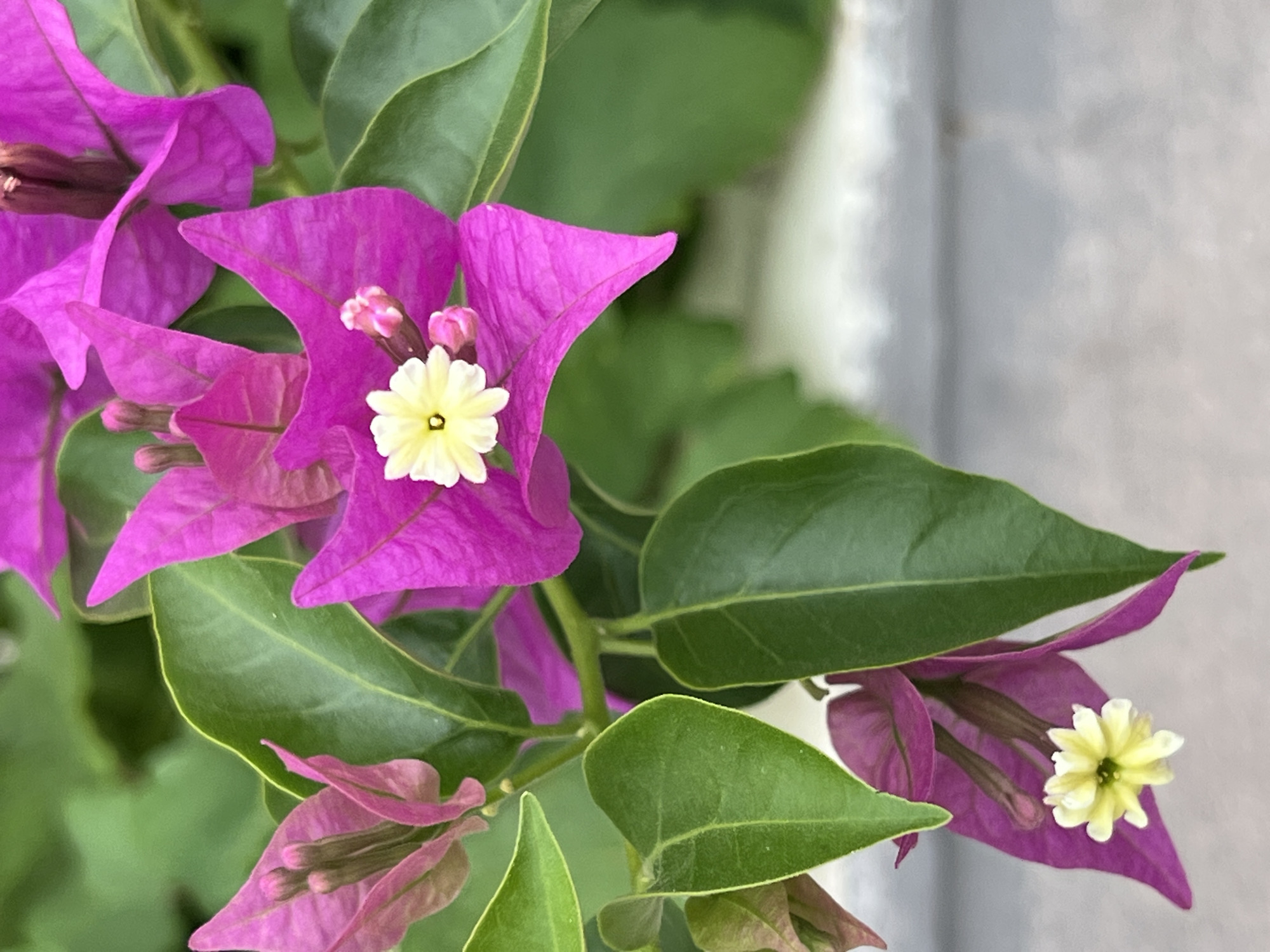 The image shows a close-up of a bougainvillea plant with vibrant magenta bracts and small, delicate white and yellow flowers. The plant has lush green leaves and is in bloom. The background is softly blurred, showing hints of more greenery and a light-colored textured surface, possibly a wall or pavement. The image was taken in Antalya, Turkey.