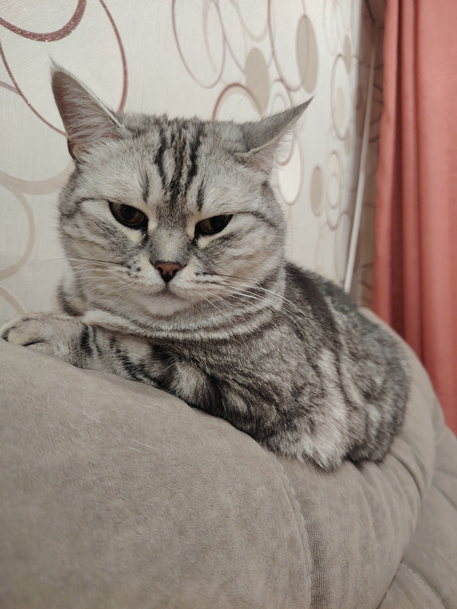 A silver tabby cat is the sole subject of this indoor, medium close-up shot. The cat, possibly a British Shorthair due to its distinct features and coat, is resting comfortably on a light brown or beige sofa cushion. Its fur displays a beautiful pattern of dark grey stripes and swirls against a lighter silver-grey base, particularly prominent on its head, back, and paws.
The cat's expression is notable; its dark, almond-shaped eyes are narrowed, giving it a somewhat serious, intense, or even slightly grumpy look. Its whiskers are long and white, fanning out from its muzzle, and its nose is a soft pinkish-brown. Its ears are upright and pointed, showing hints of pinkish skin inside. One front paw is visible, gently resting on the sofa cushion, showcasing its striped fur.
The background consists of a wall covered in patterned wallpaper featuring repeating, abstract, light brown or beige circular and oval shapes on an off-white or cream base. To the right of the frame, a soft reddish-brown or peach-colored curtain hangs, partially visible, adding a warm tone to the scene. The lighting appears soft and even, suggesting an indoor setting without direct harsh sunlight. There is no visible text in the image.