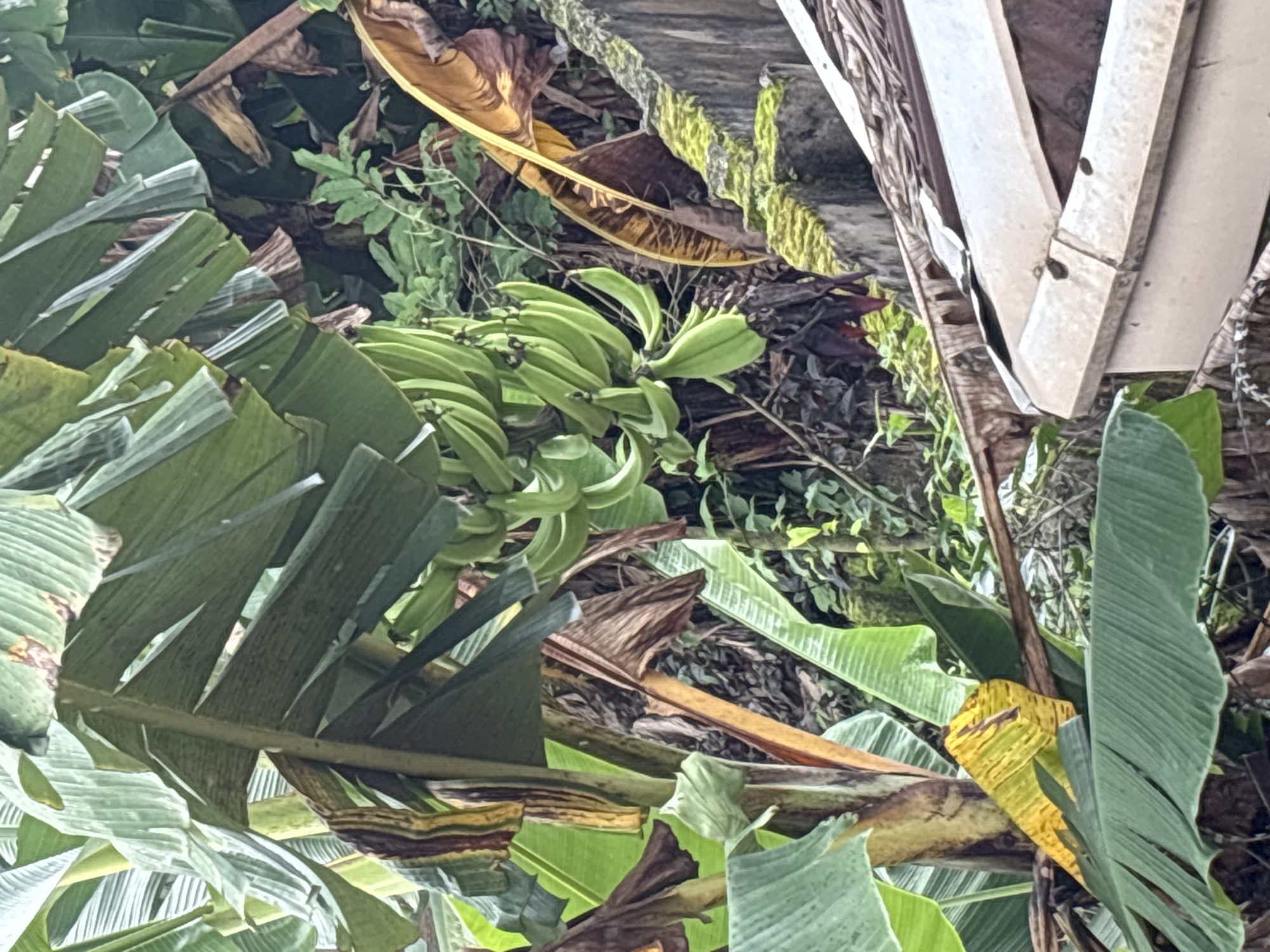 The image shows a bunch of green bananas hanging from a banana tree. The banana tree is surrounded by lush green foliage, with some dried leaves also visible. In the foreground, a portion of a white building with a brown roof is visible. The scene appears to be outdoors, possibly in a rural or garden setting. The location is Ihiagwa, Nigeria.