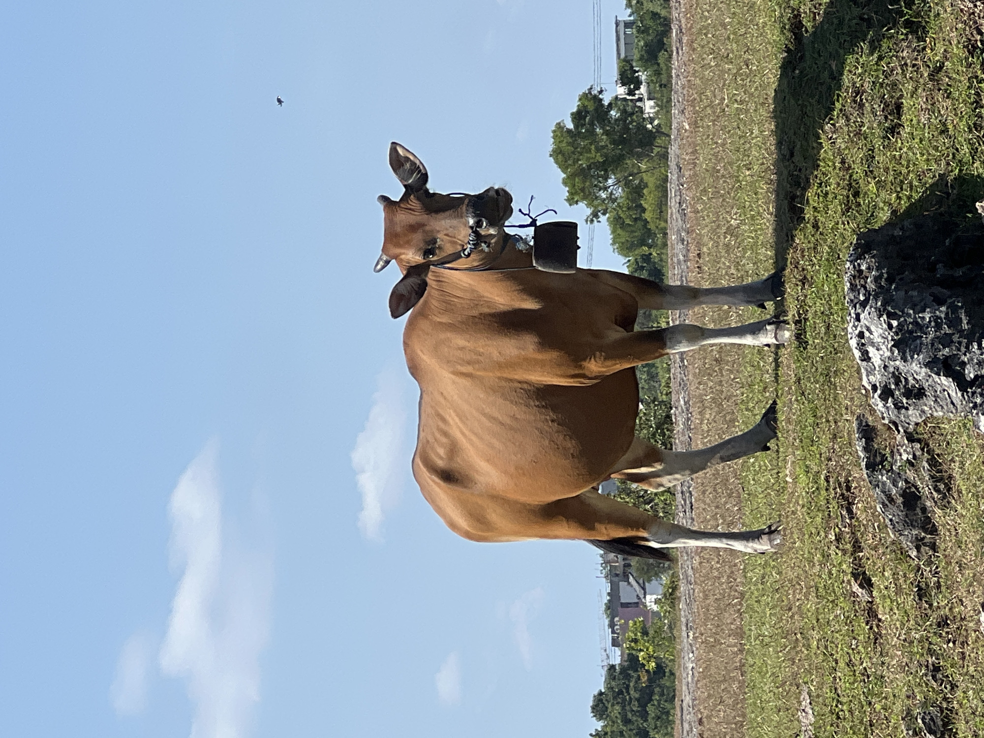 A medium shot captures a light brown cow standing prominently in a grassy field under a bright, clear blue sky. The cow is oriented sideways but with its head turned towards the viewer, showing its face with small horns and a calm expression. It wears a bridle with a dark, cylindrical object or bell hanging from its neck.
The setting appears to be a sunny day, indicated by the strong shadows on the ground and the vibrant blue sky, which has a few wispy white clouds. A small, dark object, possibly a bird or insect, is visible high in the sky to the left. The ground is covered with a mixture of green and drier yellowish-brown grass. To the far right, a large, dark, textured rock or concrete slab is visible in the foreground. In the distant background, beyond the field, there are scattered green trees and faint outlines of buildings or structures, suggesting a rural or semi-rural landscape. The image is rotated 90 degrees to the left. There is no visible text. The location is Kuta Selatan, Indonesia.