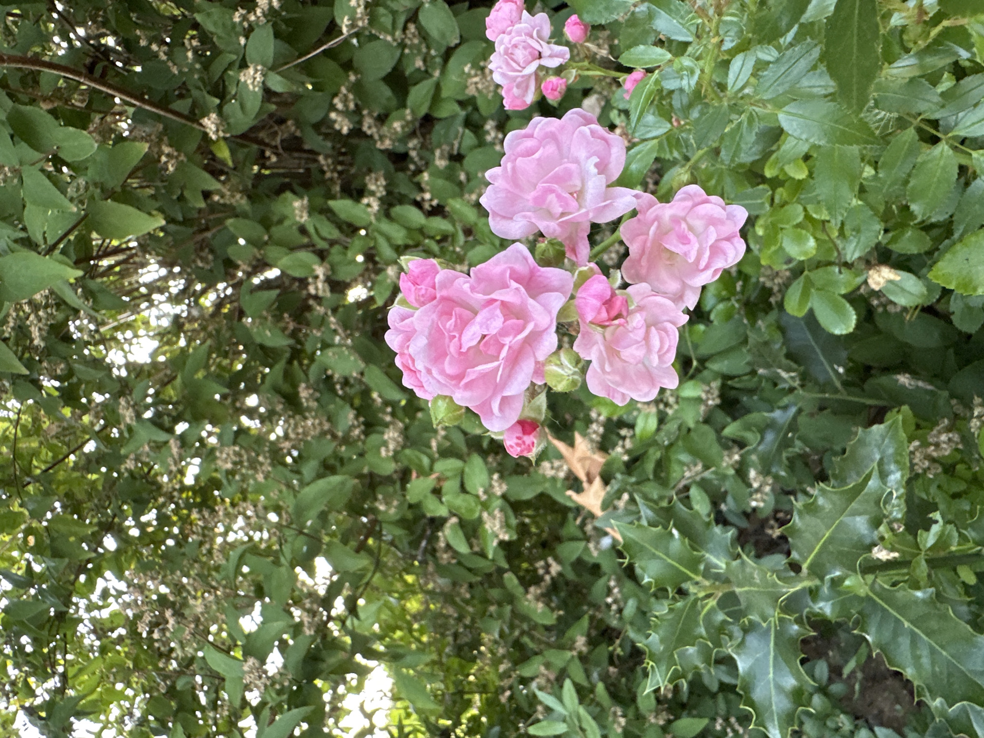 The image shows a close-up of pink roses blooming amidst lush green foliage. The roses are delicate and multi-petaled, with several buds also visible. In the foreground, there are prickly, dark green leaves, likely from a holly bush. The background consists of more dense greenery, with smaller, lighter-colored flowers or seed pods scattered throughout. Sunlight filters through the leaves, creating a dappled effect. The overall impression is of a vibrant, natural garden setting. The image does not contain any information about the city of Krefeld, Germany.