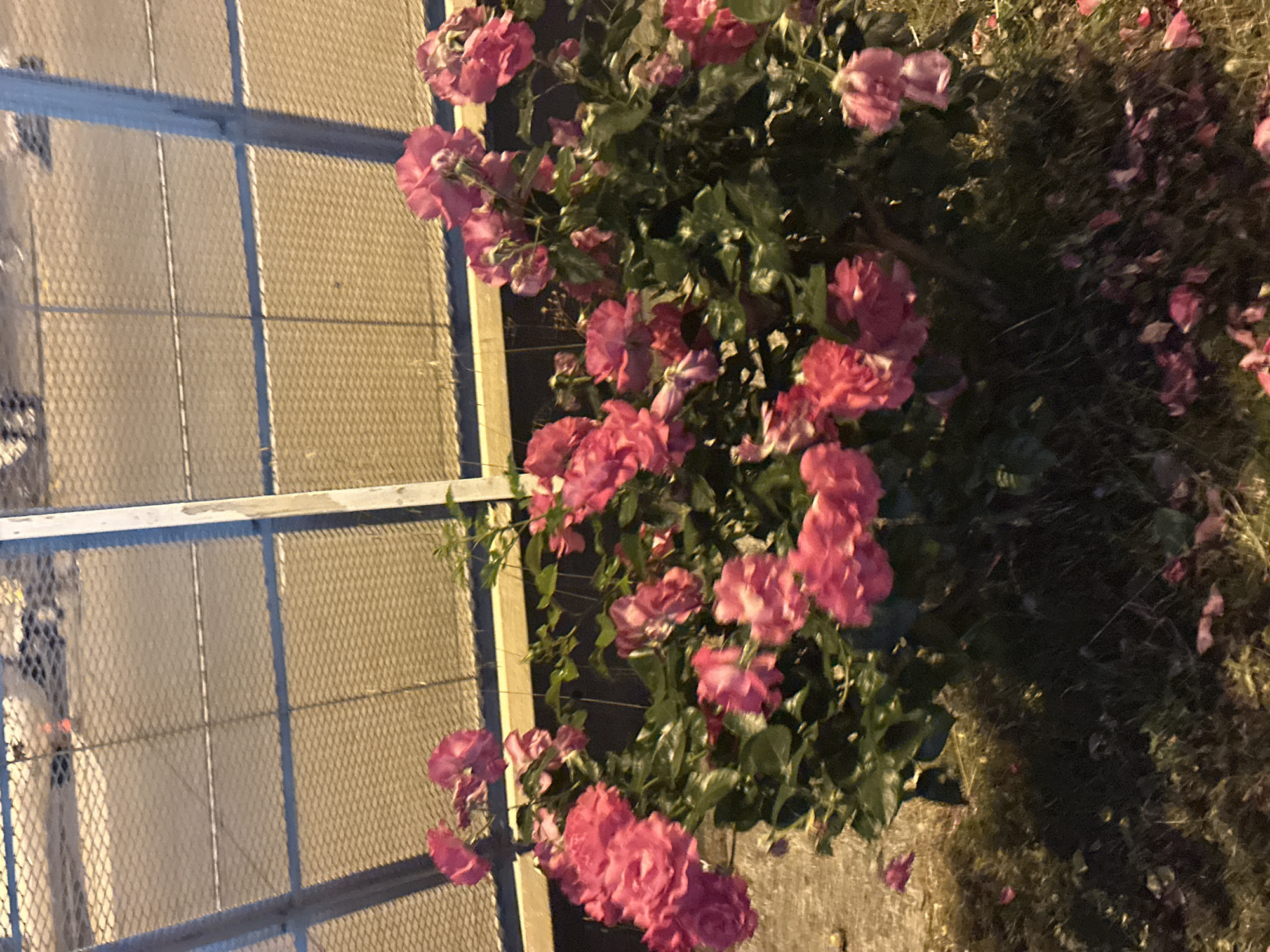 A photograph shows pink rose bushes near a chain-link fence. A road surface is visible behind the fence. Debris and fallen petals are on the ground near the plants. The location appears to be in an urban setting. The city of Podgorica, Montenegro, is not visibly verifiable.