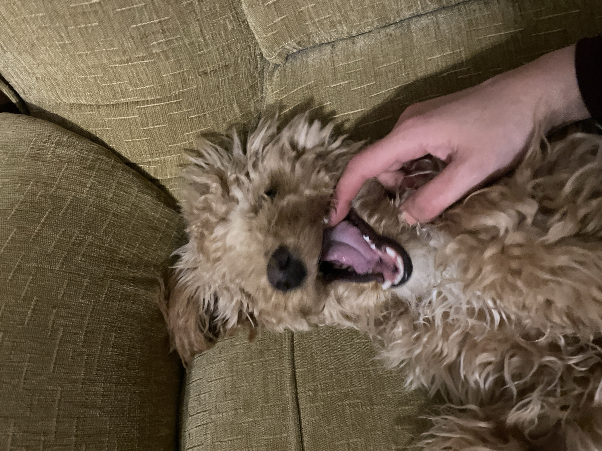 A light brown, curly-haired dog is lying on its back on a green, textured couch. A hand is gently holding open the dog's mouth, revealing pink gums and teeth. The couch appears to be indoors. The location in the city of Aratashen, Armenia is not known.