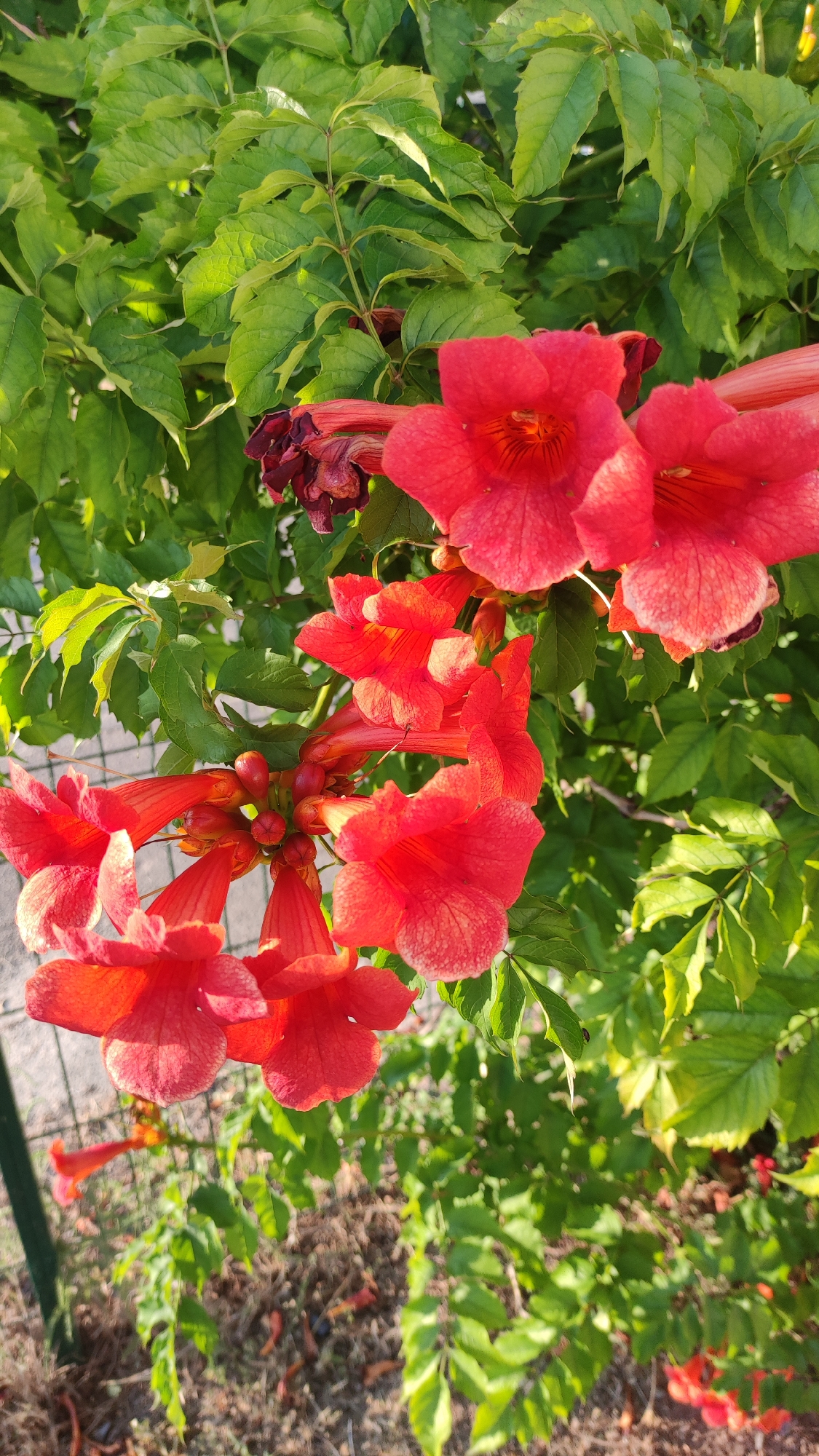 The image captures a close-up view of vibrant red trumpet-shaped flowers, likely Trumpet Vine, set against a backdrop of lush green foliage. The flowers are in various stages of bloom, with some fully open and others still in bud. The sunlight highlights the delicate texture and vivid color of the petals, and casts soft shadows. The leaves are a rich green, some catching the light and appearing almost luminous.
The scene appears to be outdoors, possibly in a garden or natural setting. The sunlight suggests it is daytime, likely late afternoon or early morning due to the warm, golden quality of the light. In the background, a hint of a paved area or walkway and a metal fence can be seen, suggesting an urban or suburban garden. The overall impression is one of natural beauty and abundance, with the bright flowers creating a cheerful and lively focal point. There are some dried, dark red flower remnants interspersed with the fresh blooms, indicating the cyclic nature of the plant's growth.