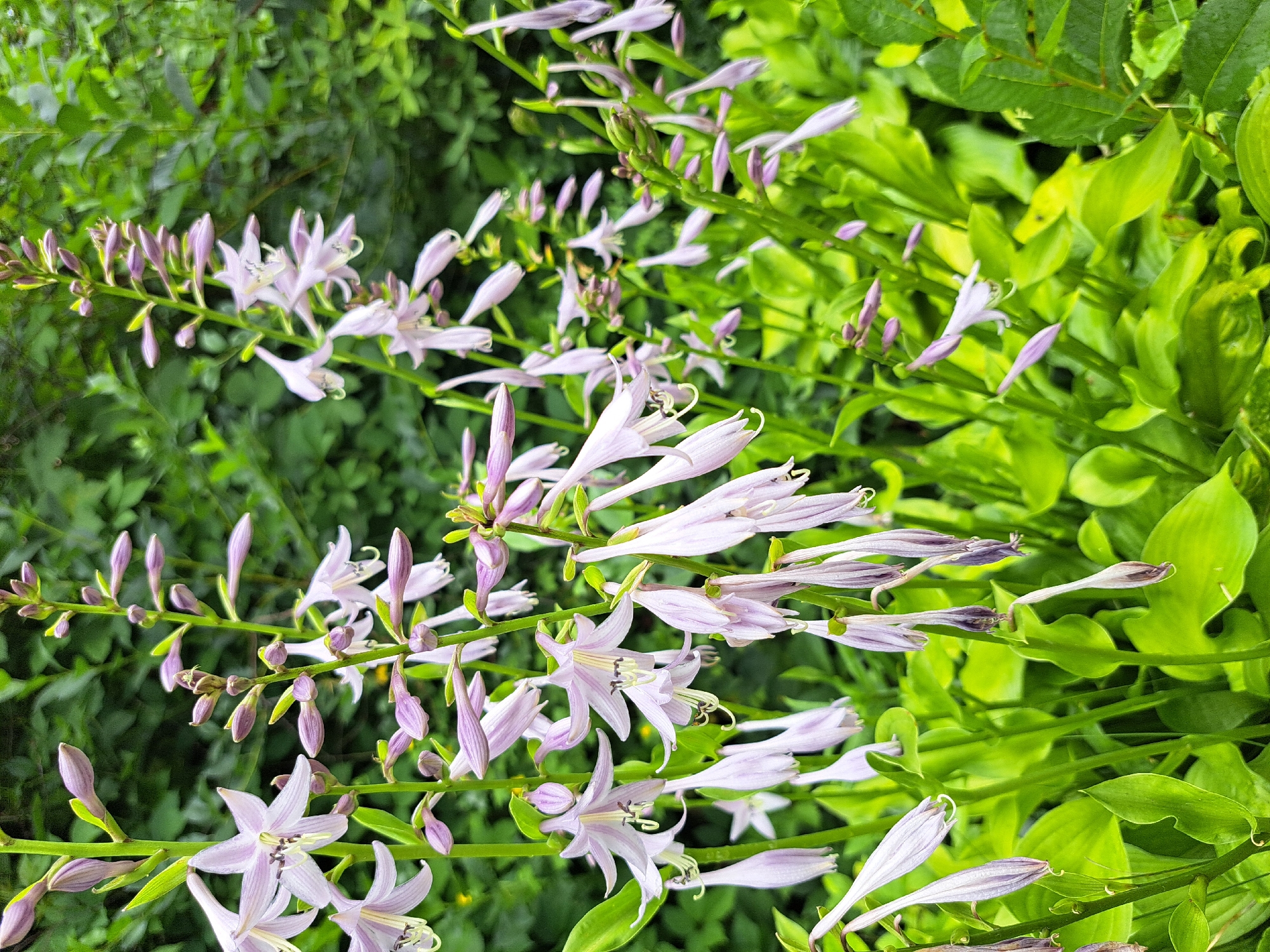 The image depicts a close-up view of light purple hosta flowers and buds against a backdrop of lush green foliage. The flowers are bell-shaped and droop downwards, with some fully open and others still in bud form. The stems are a vibrant green. The surrounding leaves are large and ovate, with a slightly glossy texture. The lighting suggests an overcast day, casting a soft, diffused light on the plants. The scene is set in a garden or natural area, possibly within the city of Chernetsk, Russia, given the provided context. There are no people or animals visible in the image. The focus is entirely on the botanical elements, highlighting their delicate beauty and the verdant environment.