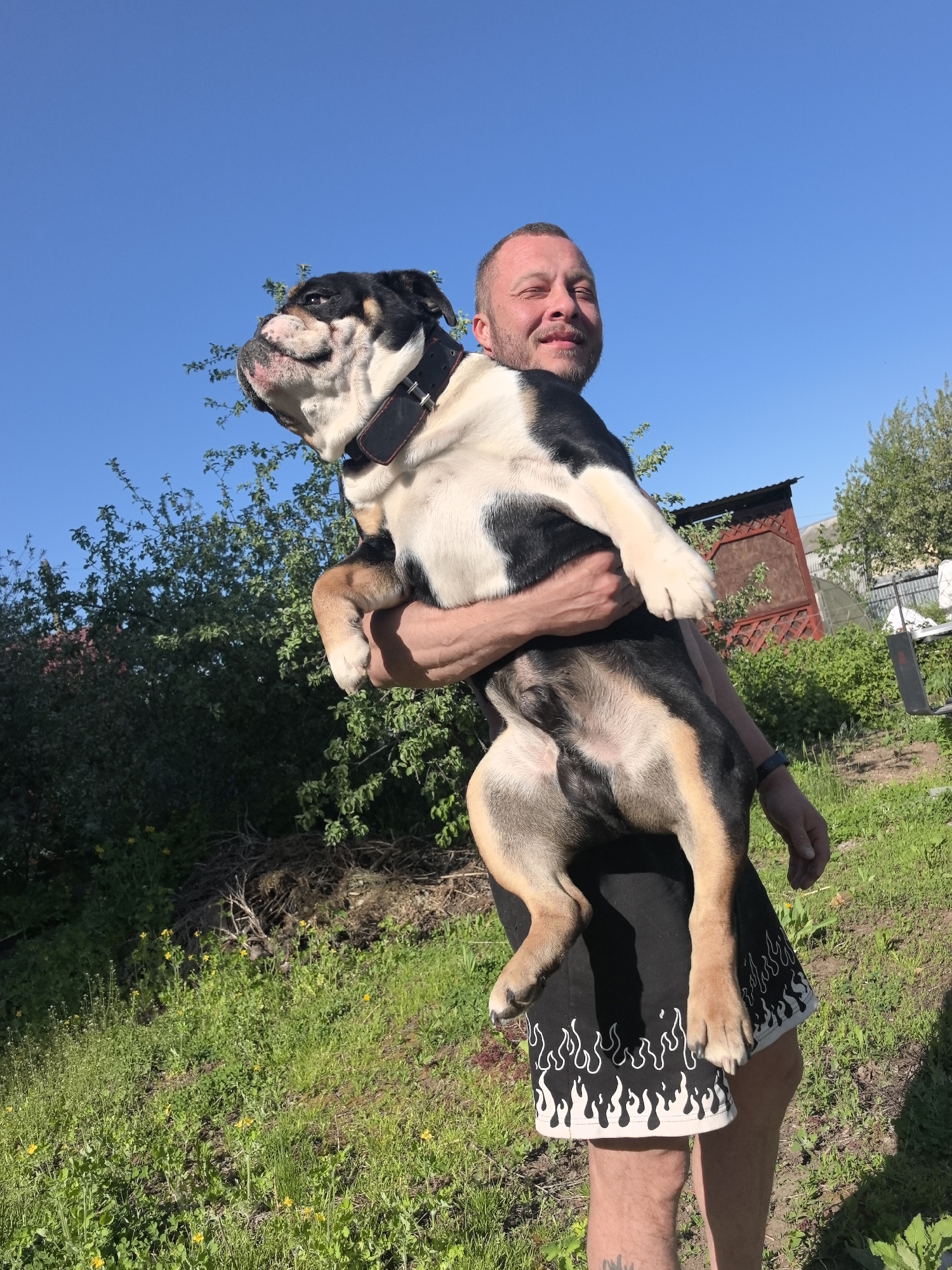In an outdoor scene in Noviy, Russia, a man holds a large bulldog. The man has short hair and stubble. He's wearing a black t-shirt and black shorts with a white flame pattern. The dog is black, white, and tan, with a thick collar. The background consists of green grass, trees, a building with a red roof, and a clear blue sky.