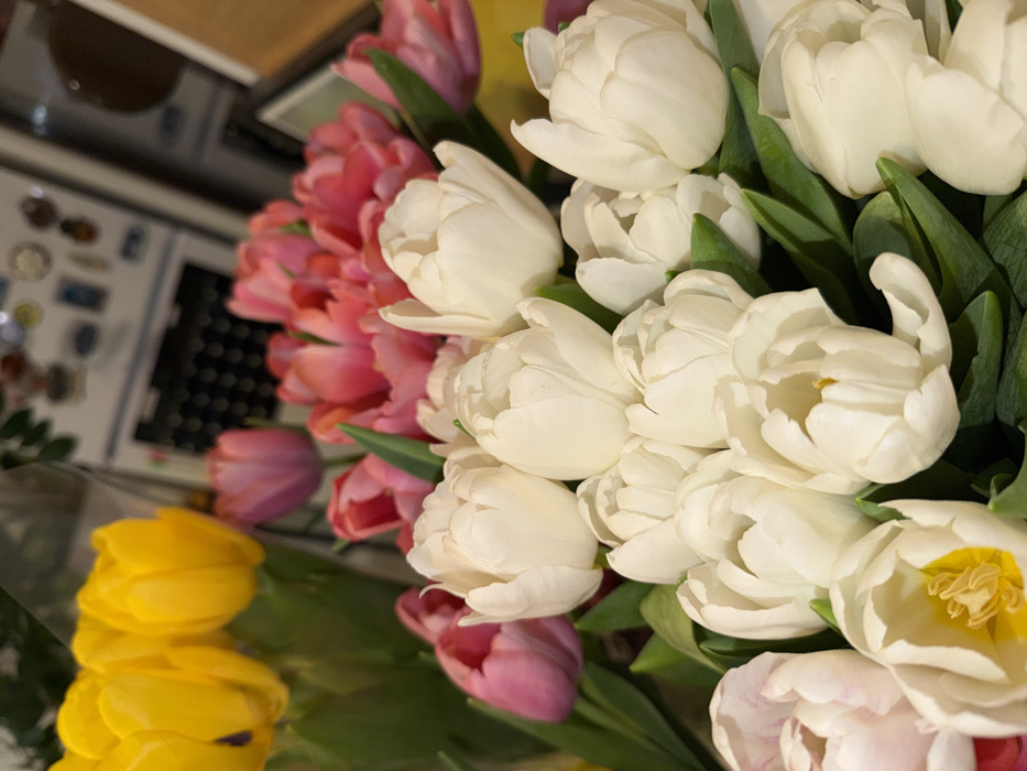 The image displays a close-up view of multiple bouquets of tulips situated indoors in Boreti, Montenegro. The foreground is dominated by a dense arrangement of white tulips, many exhibiting closed or partially opened petals with visible green stems and leaves. Some white tulips reveal a pale yellow or creamy interior pistil. In the midground, behind the white tulips, are clusters of pink-to-coral colored tulips. To the far left, a distinct group of bright yellow tulips is present, partially enclosed in clear plastic wrapping. The background is out of focus, showing indistinct elements suggestive of a domestic setting, including a dark vertical object, possibly a refrigerator, with blurred shapes resembling magnets on its upper portion, and a lighter, undefined surface to the right. No individuals are visible, and no specific actions or interactions are occurring.