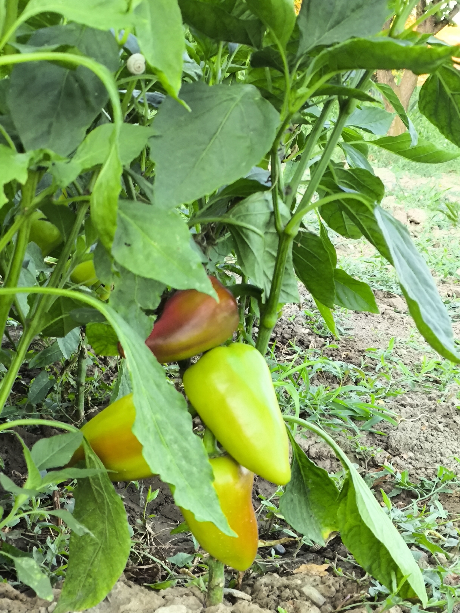 The image depicts a close-up view of a pepper plant growing in what appears to be a garden or farm setting. Several bell peppers are visible, some are green, and others are transitioning to red. The plant has lush green leaves and stems. The ground is covered with soil and some scattered vegetation. The image does not contain any people or indications of the city of Yuzhno-Sukhokumsk, Russia.