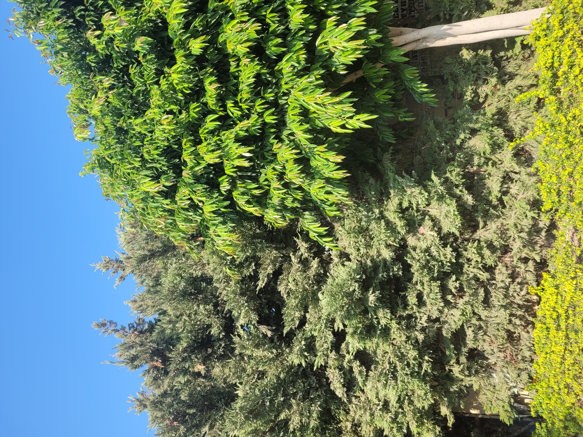 The image depicts a bright, sunny day with a clear blue sky above a lush green landscape. In the foreground, a low hedge of bright yellow-green bushes runs horizontally across the frame. Behind the hedge, two distinct types of trees dominate the scene. On the left, a dense evergreen hedge, possibly cypress trees, forms a thick wall of dark green foliage. To the right of this, a different tree stands out with its lighter green, glossy leaves and a visible pale trunk. This tree is in the foreground and appears to be a lighter, more leafy specimen compared to the dense evergreen on the left. The overall impression is of a well-maintained garden or park area. Without further information, a specific location in Limassol, Cyprus, cannot be determined from the image alone.