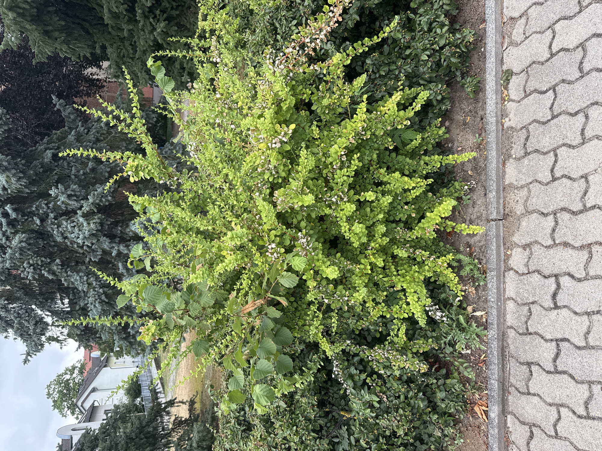The image captures an outdoor scene featuring a variety of green shrubs and trees bordering a paved walkway. The foreground is dominated by a large, bushy plant with bright green leaves and small white flowers, possibly a barberry. Behind it, darker green bushes create a dense backdrop. To the left, taller coniferous trees with blue-green needles are visible, and further back, a building with a white facade and a red-tiled roof can be seen, suggesting a residential area. The walkway on the right is made of interlocking grey pavers. The scene appears to be set during the daytime, with diffused light indicating overcast or cloudy weather. There are no people or specific activities depicted, making it a still life of the surrounding vegetation and urban landscaping. The location context suggests this is Rathenow, Germany.