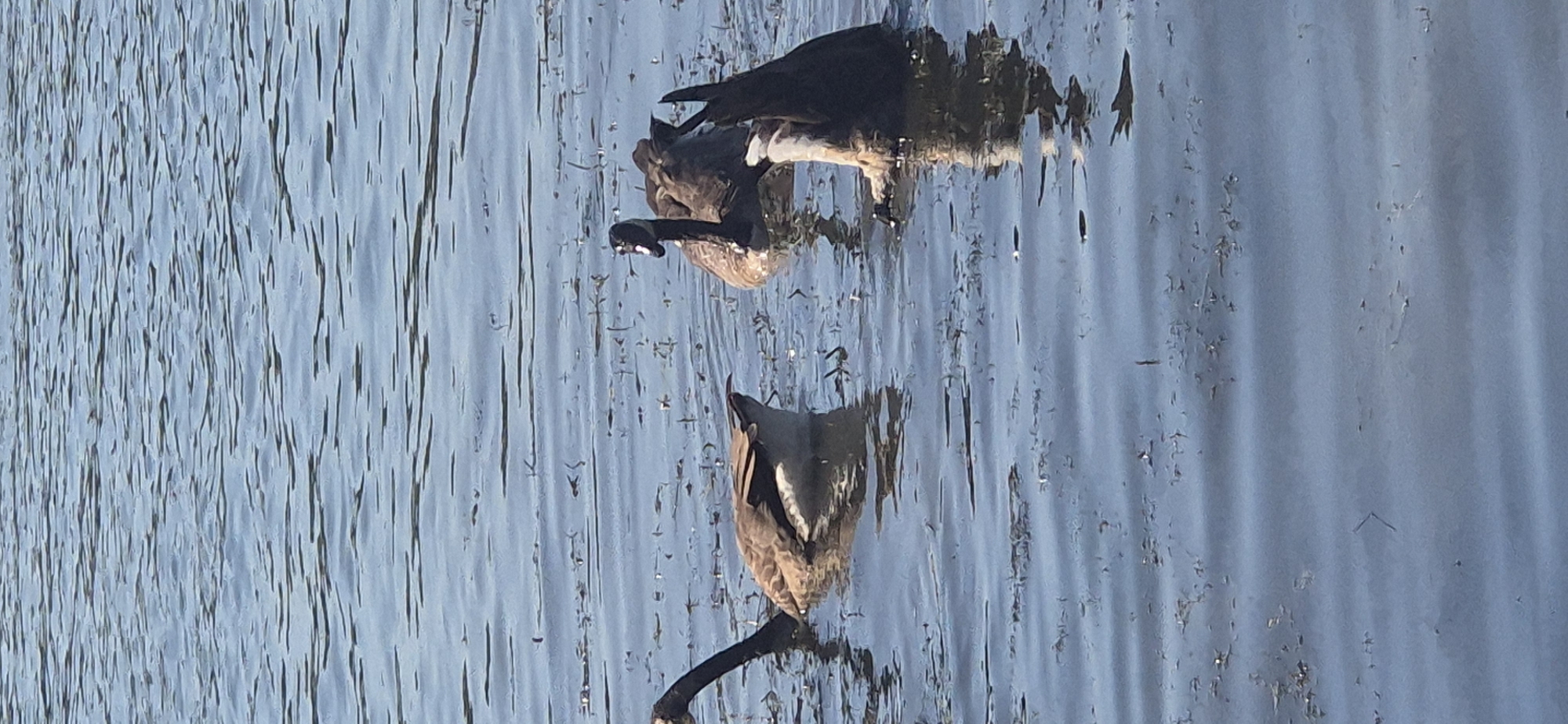 The image shows three Canada geese swimming in the Rhine River near Budenheim, Germany. The water is blue and rippled, with some debris floating on the surface. One goose on the left has its head and neck extended out of the water, appearing to be drinking or looking around. In the center, a goose has its head and neck bent down, with its beak submerged in the water, likely feeding. To the right, a third goose is mostly submerged, with only its tail and legs visible above the water, indicating it is actively foraging or diving. The scene captures a moment of natural behavior for these waterfowl in their aquatic environment.