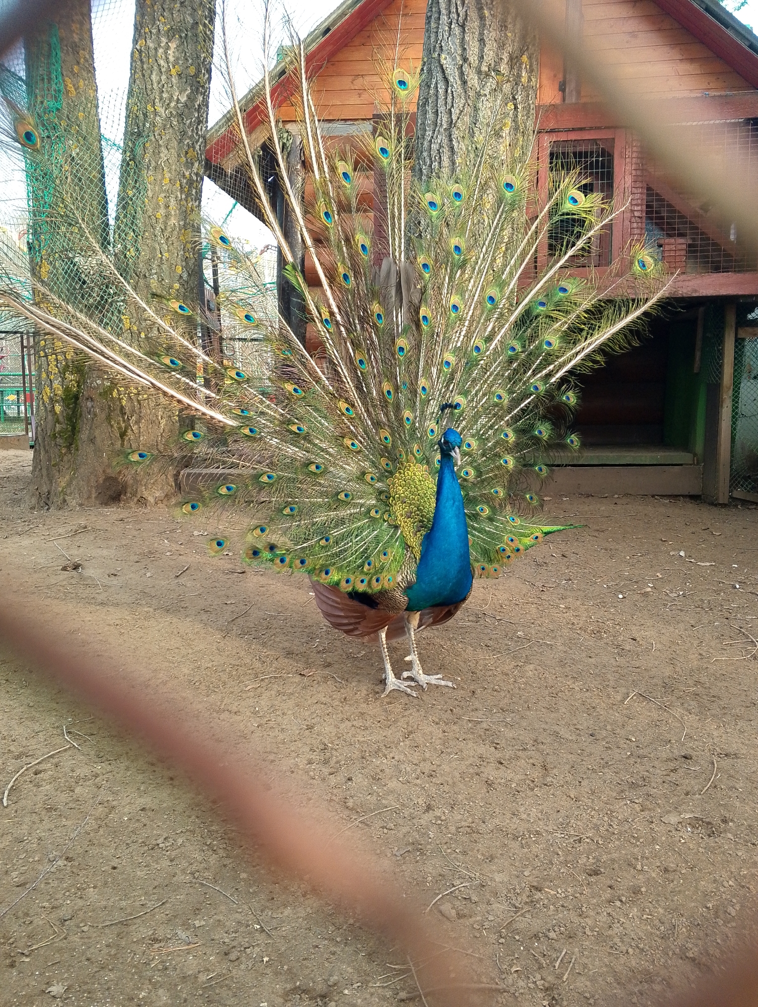 The image depicts a peacock with its tail feathers fully displayed. The peacock is standing on bare ground. Behind the bird are two trees and a wooden structure resembling a small house or shed. The image appears to be taken from behind a fence. The city and specific location are unknown.