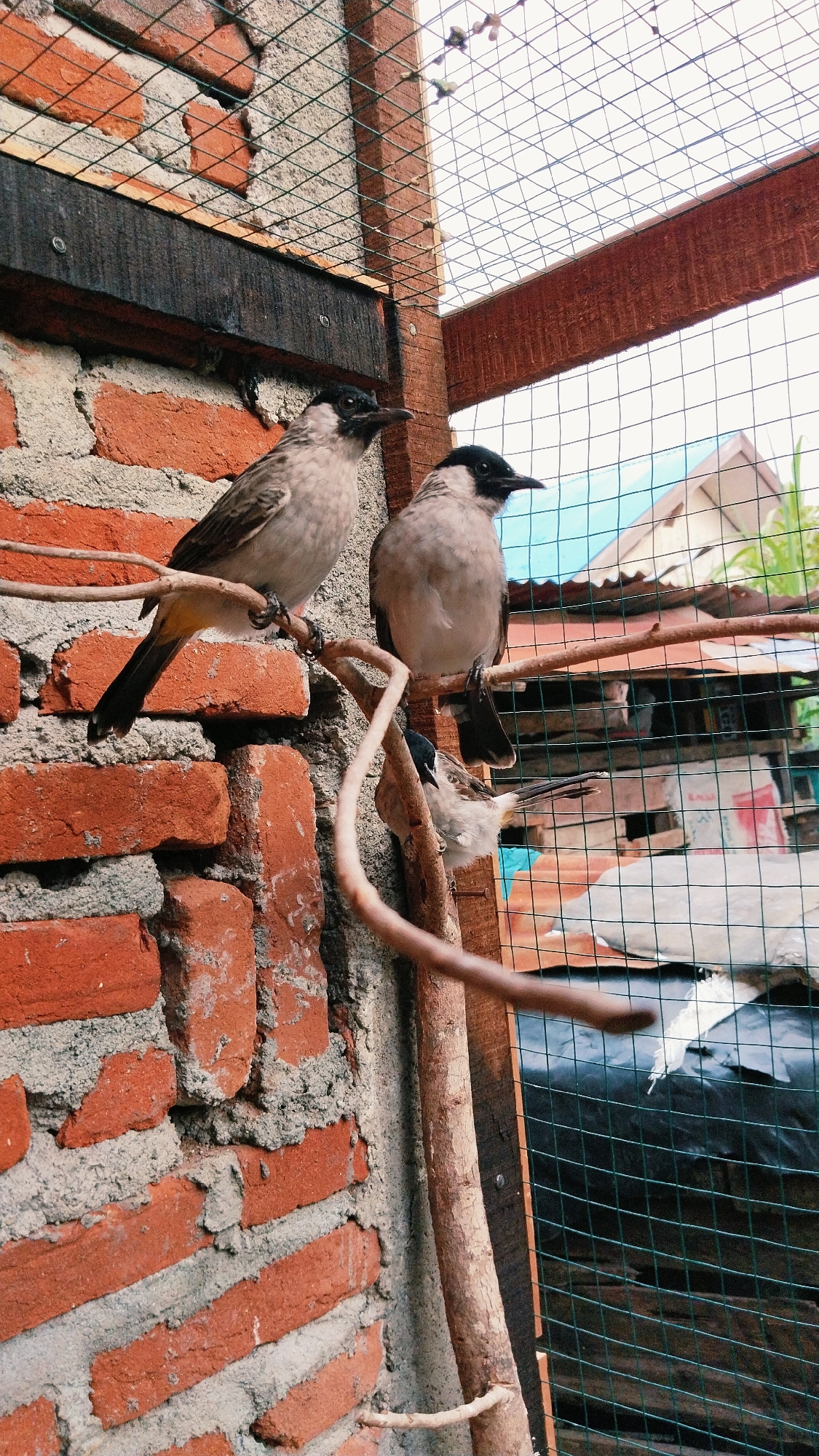 The image depicts three birds perched on branches within an enclosure, likely a bird cage, in Desa Meunasah Blang, Indonesia. The enclosure features a brick wall on the left side, constructed with red bricks and gray mortar. A wooden frame with green mesh fencing forms the other visible sides of the enclosure. Two birds, larger than the third, are perched on a prominent branch in the foreground. These two birds have light-colored bodies, darker wings and tails, and black heads. One is positioned slightly to the left of the other, both facing towards the left side of the frame. A third, smaller bird is perched on a lower branch, facing towards the right. Beyond the enclosure, blurred structures of houses with red tile roofs and other vegetation are visible under a bright sky, suggesting an outdoor setting. The lighting indicates it is daytime.