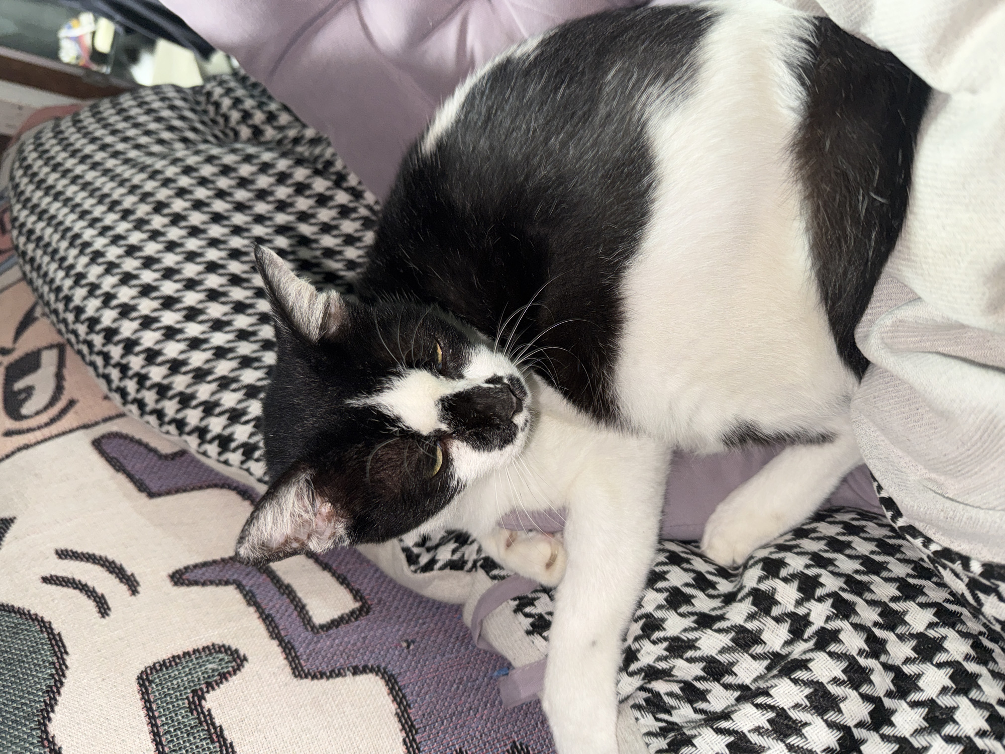 A black and white cat is lying curled up on a pile of patterned blankets and pillows. The cat's head is resting on its paws, and its eyes are partially closed. The blankets are a mix of black and white houndstooth and a cream-colored fabric with a purple abstract pattern. The background is a soft purple pillow. The scene appears to be indoors, in a domestic setting, possibly in a bedroom or living room. There are no people or other animals visible in the image. The lighting is soft and natural.
