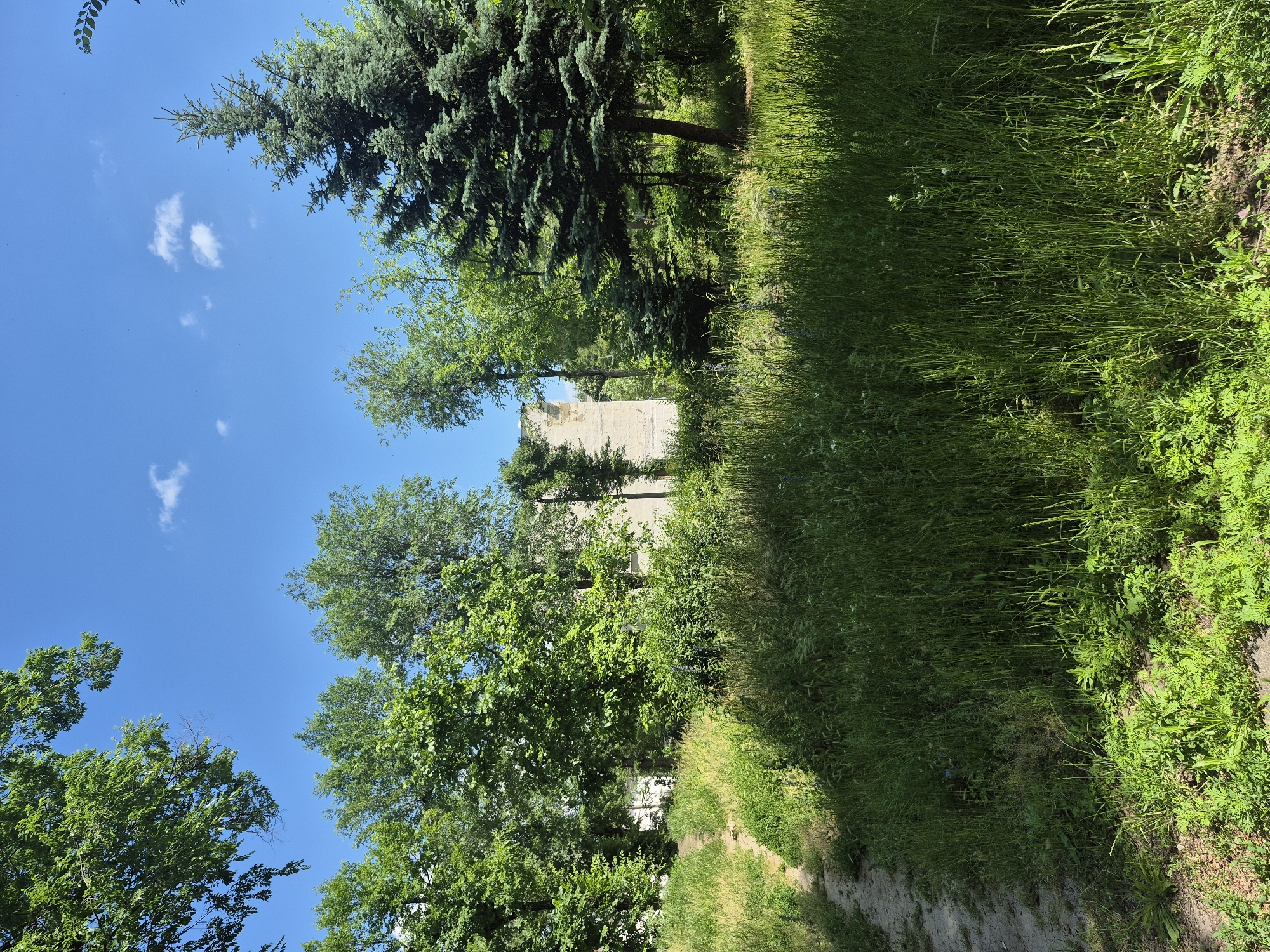 The image depicts an outdoor scene with a dirt path winding through tall green grass and foliage. In the background, a partially visible, light-colored building, possibly an abandoned structure, stands amidst a dense cluster of various trees, including a prominent evergreen on the right side. The sky above is a clear blue with a few scattered white clouds. The overall impression is one of overgrown nature encroaching on man-made structures, suggesting a neglected or undeveloped area within an urban environment. Based on the architectural style and vegetation, this scene is consistent with the general appearance of some areas in Chișinău, Moldova, particularly around the periphery of residential districts or in abandoned industrial zones where nature has reclaimed the land.