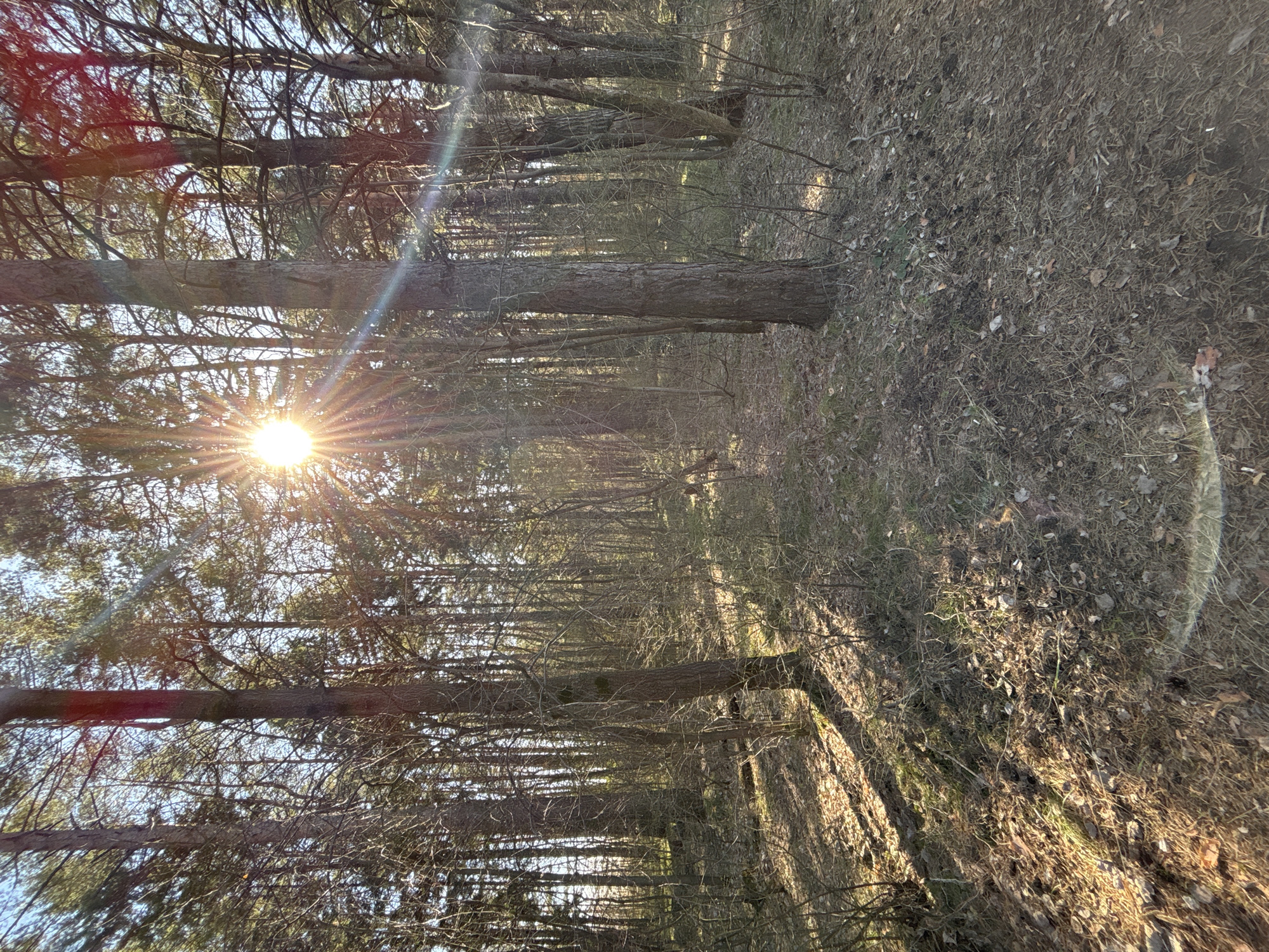 The image depicts a forest scene, likely a pine forest based on the appearance of the trees. The sun is visible through the trees on the left side, creating a bright glare and casting long shadows across the ground. The ground is covered with dry leaves and vegetation. The trees are densely packed, creating a narrow path or opening through the forest. The location cannot be determined to be Chaikovsky, Russia with only the provided image.