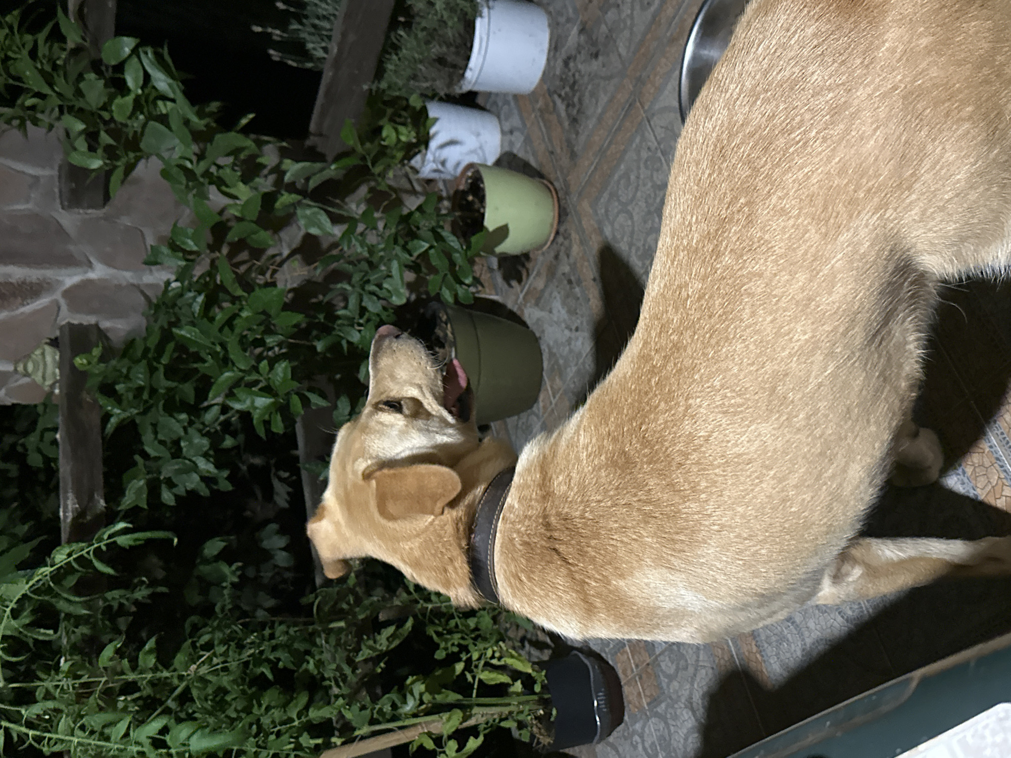The image captures a medium-sized, light-brown dog with its head turned to the right, showing its tongue. The dog is wearing a dark collar. The setting appears to be an outdoor patio with tiled flooring. Several potted plants are visible behind the dog, including a dark pot with green foliage on the left and a green pot with a smaller plant in the center. Further to the right, there are white pots containing plants, with one appearing to be rosemary. A stone wall forms the background, with wooden shelves supporting some of the plants. The lighting suggests it is nighttime or dusk. The scene is consistent with a residential backyard or balcony area in Sochi, Russia, a city known for its subtropical climate and abundant greenery. There are no visible people in the image.