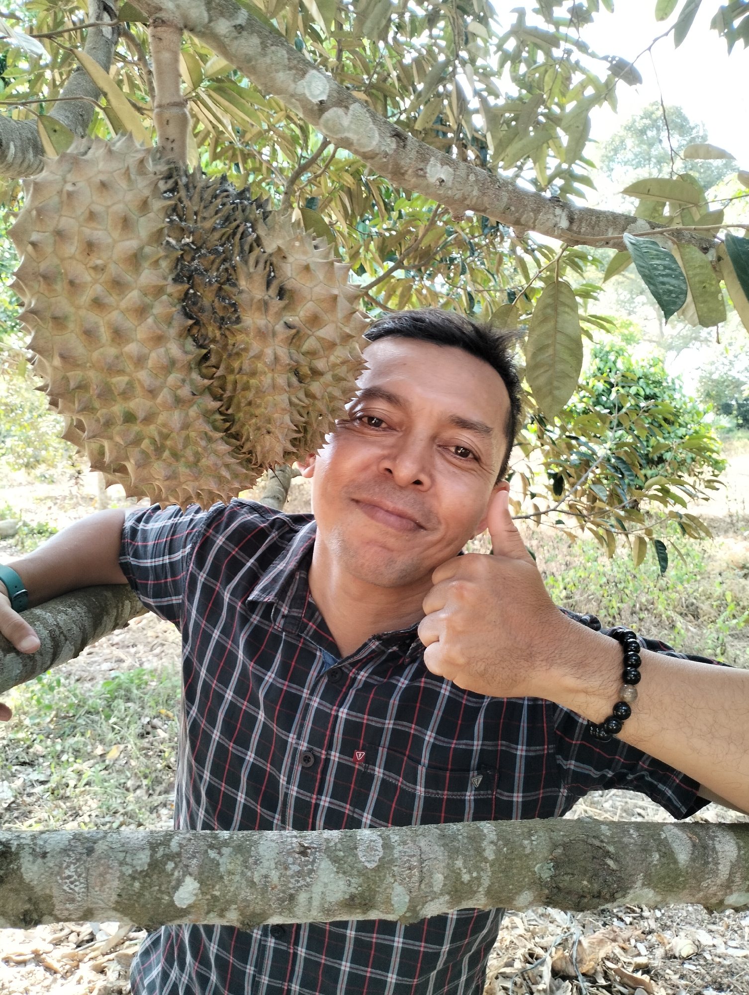 A man is posing for a photo with a durian fruit hanging from a tree in Kilometer Delapan, Indonesia. He is wearing a plaid shirt and a bracelet. The man is giving a thumbs up gesture. The durian fruit is large and spiky, with some dark spots on its surface. The background is a lush green environment with trees and foliage.