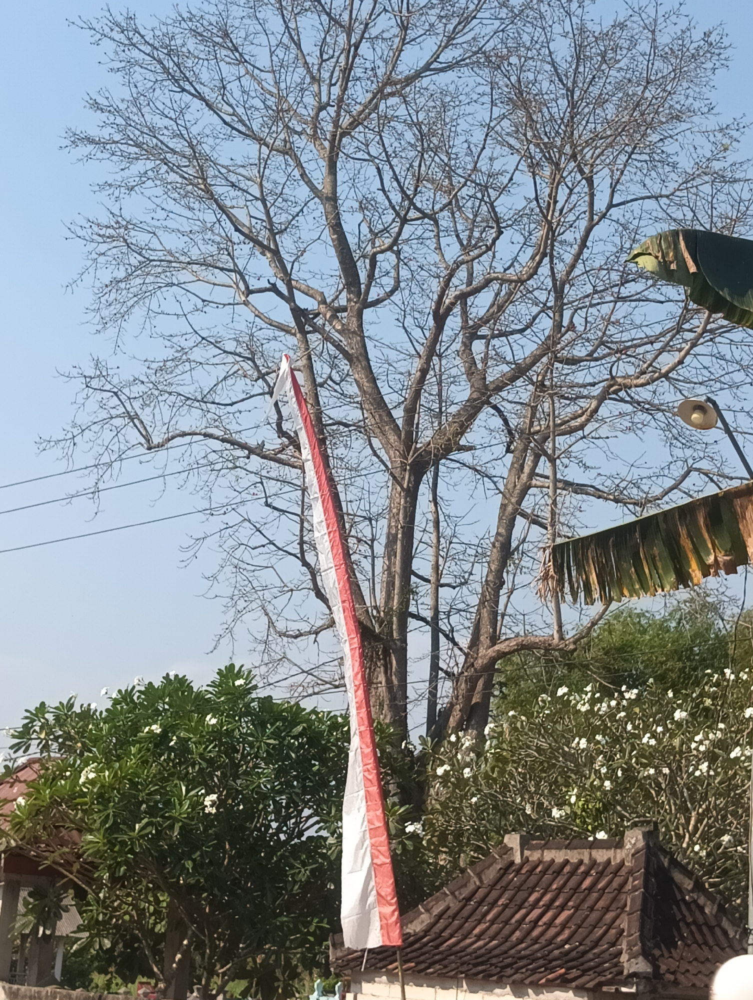 The image depicts a scene in Tanggan, Indonesia, on a clear day. In the foreground, a traditional Indonesian flag, red and white, hangs vertically from a tree. The flag is partially obscured by the tree's branches. Behind the flag, a large, bare-branched tree dominates the upper portion of the frame. To the right of the tree, a street lamp with a single bulb is visible, and a section of dried, frayed banana leaves hangs downwards. In the lower part of the image, a dense green tree with numerous small white flowers is present, suggesting a flowering shrub or small tree. The foreground also shows the tiled roof of a building. The sky is a pale blue, indicating good weather. No people or animals are visible in the image.