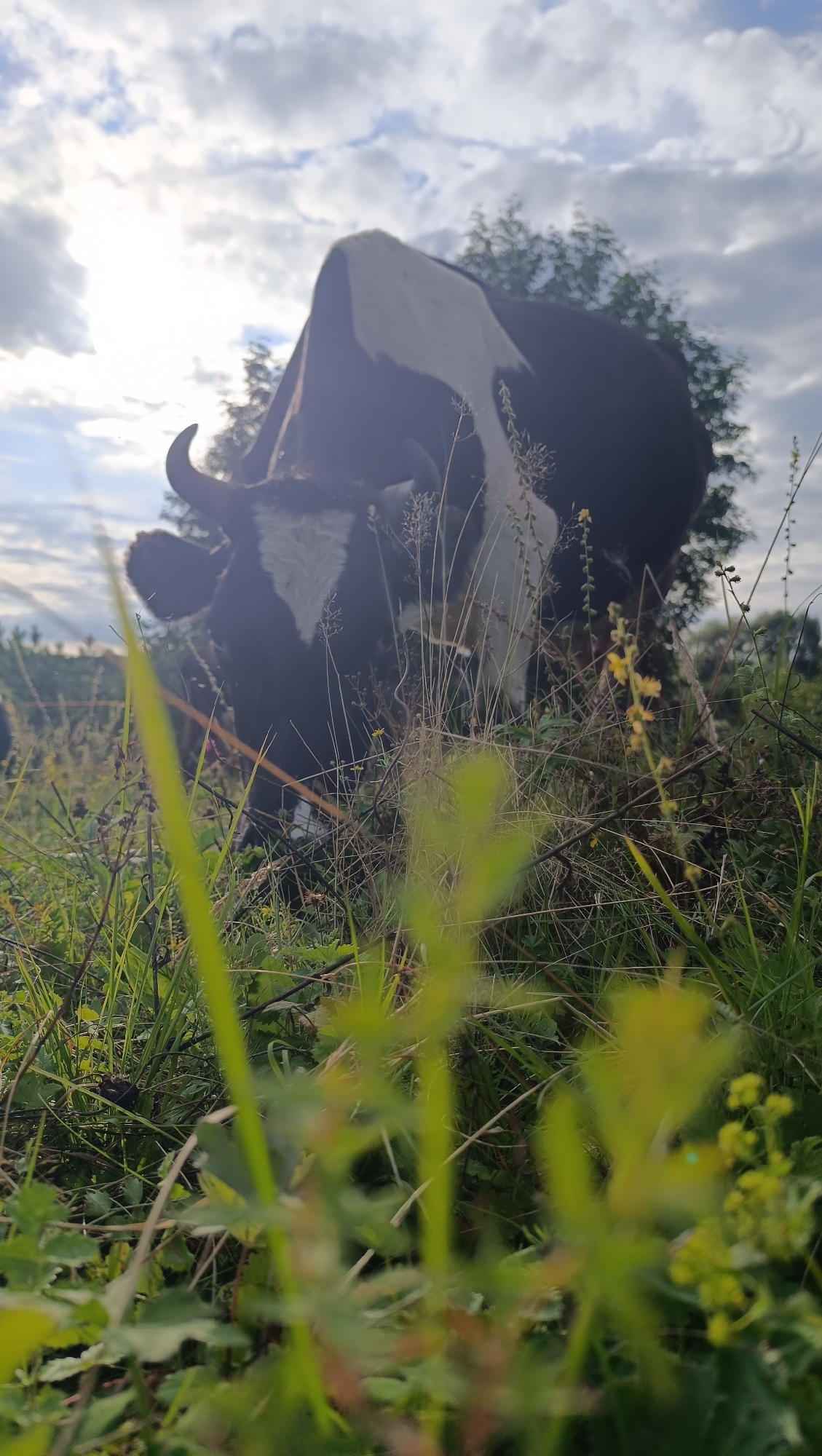 A low-angle, eye-level shot captures a black and white cow grazing in a field under a partly cloudy sky. The cow is in the foreground, facing away from the camera and towards the right of the frame. Its head is lowered, obscured by tall grass and foliage. A single horn is visible on the left side of its head. The cow's back is prominent, with a large white patch across its shoulders and hindquarters. Behind the cow, a sparse line of trees forms the middle ground, with more trees and the horizon visible in the distance. The sky above is a mix of bright white clouds and patches of blue. The overall lighting suggests it is either early morning or late afternoon. The scene is a natural, rural environment. The location is not specified.