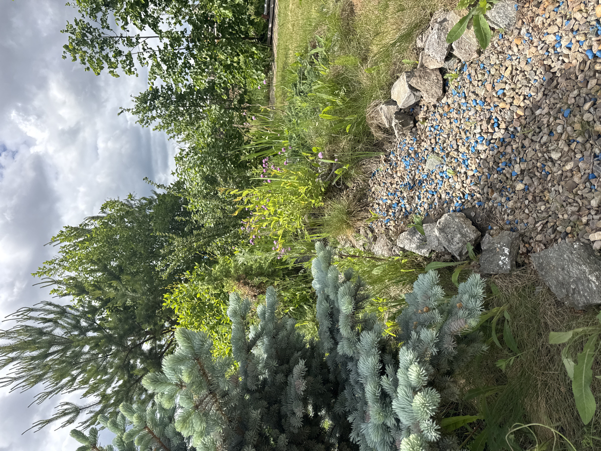 The image depicts a garden scene with a variety of plants and landscaping features. In the foreground on the left, a blue spruce tree with distinctive blue-green needles is prominent. To the right of the spruce, a dry stream bed is visible, composed of small, light-colored stones mixed with blue-colored stones. Larger grey rocks are interspersed along the edges of this stream bed. Beyond the stream, a densely planted area features various green plants, including some with small pink flowers. In the background, mature trees with full green canopies are present, and the sky above is filled with scattered clouds. The overall impression is that of a well-maintained outdoor space. The location is identified as Khomutovo, Russia.