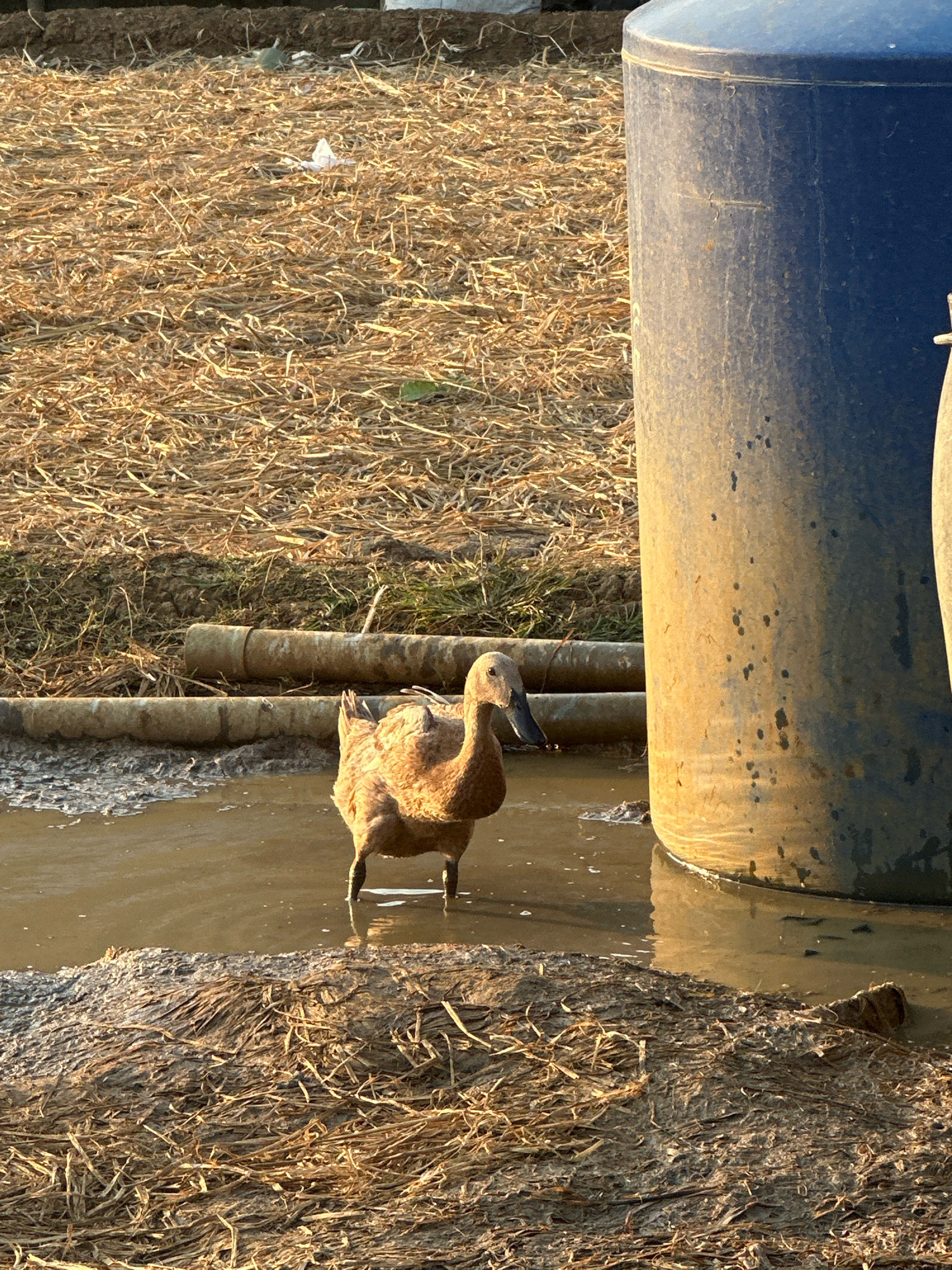 A single brown duck stands in shallow brown water next to a large blue barrel and some discarded pipes. The ground surrounding the water is covered in straw and mud. The scene appears to be outdoors, possibly on a farm or in a rural area. The lighting suggests it is either early morning or late afternoon. There are no people visible in the image.