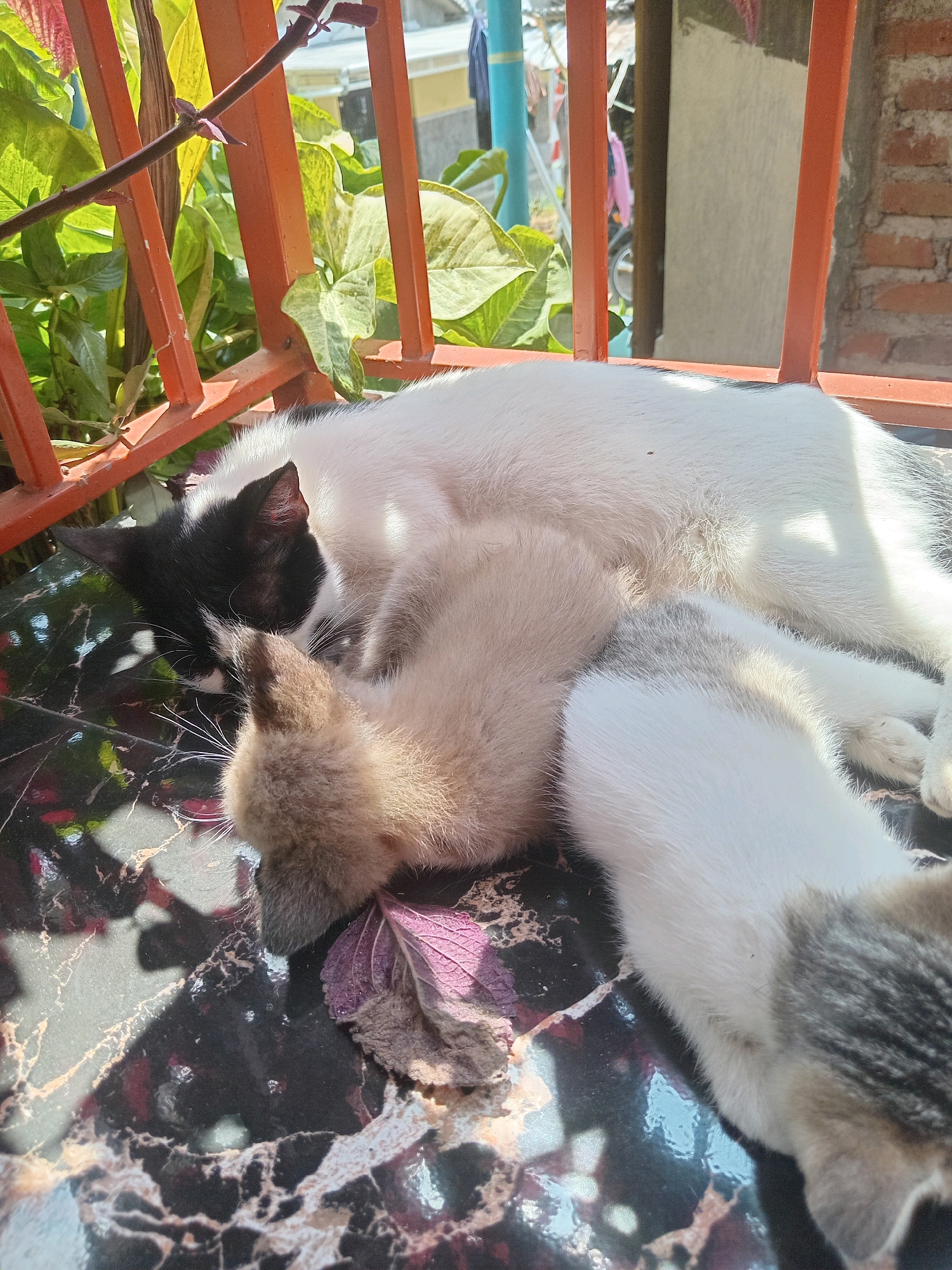 Two cats, one black and white, the other a lighter color, are sleeping on a table with a marble-like surface. The black and white cat is curled up, while the lighter colored cat is nestled against its side. In the background, there are green plants and an orange railing. The scene is illuminated by sunlight, casting shadows on the table. The image was taken in Claket, Indonesia.