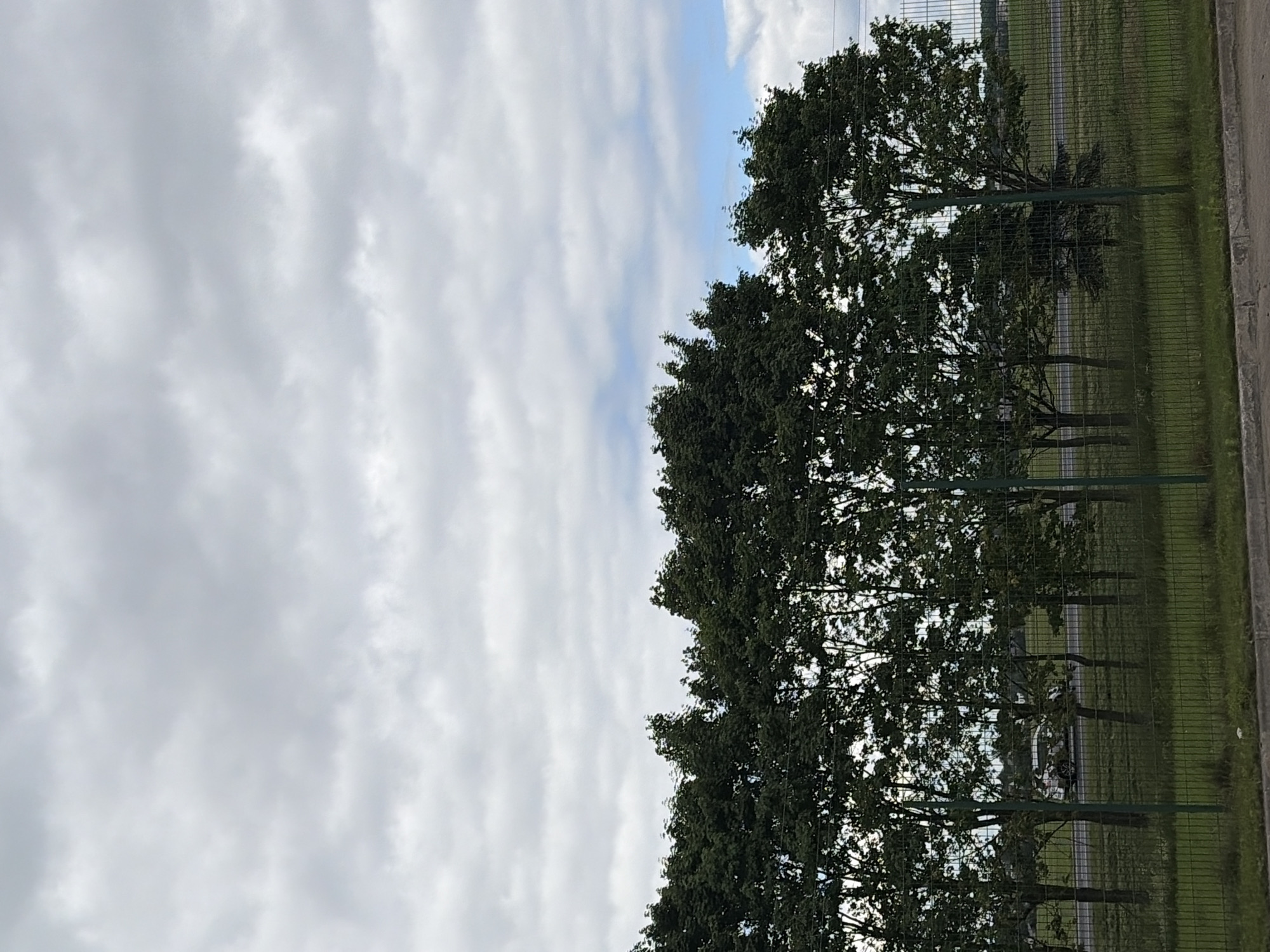 A medium shot captures a row of mature trees with dense, dark green foliage against a cloudy sky. The trees are positioned behind a dark green chain-link fence that runs horizontally across the lower half of the frame. Beyond the fence, a road is visible with a light-colored vehicle, possibly a van or SUV, driving on it. The ground in front of the fence is covered in green grass, and the road appears to be a paved surface. The sky is overcast with numerous gray and white clouds. The scene is set in a nondescript, outdoor environment, possibly a park or a roadside verge.