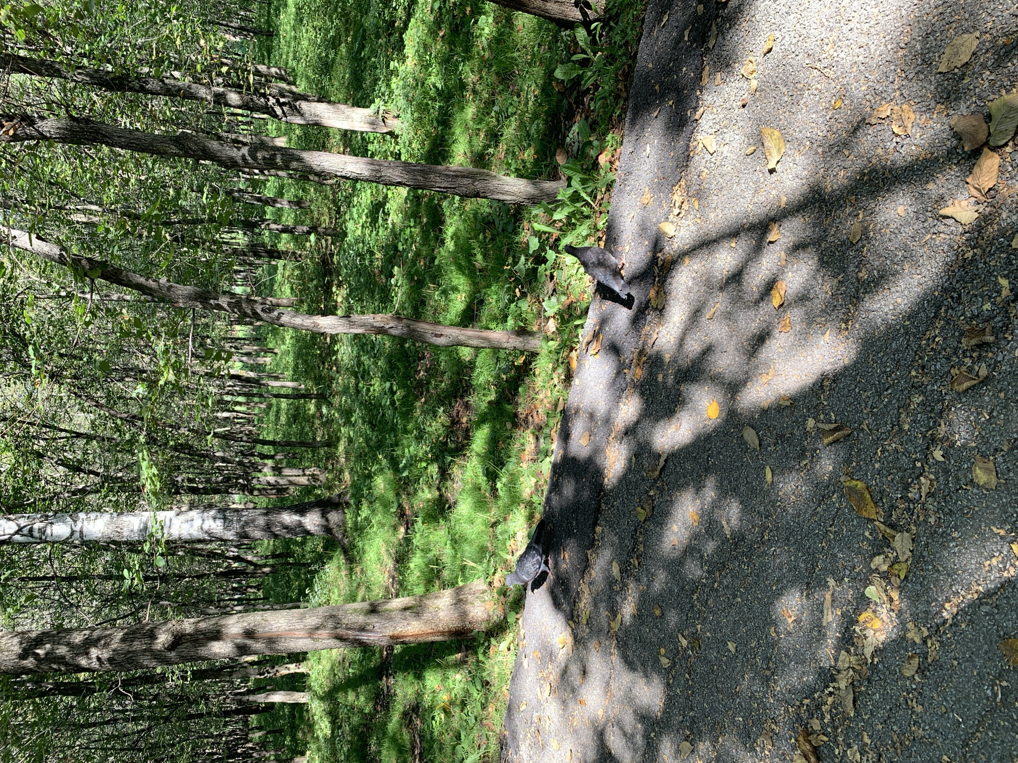 This image depicts a wooded area with a paved pathway in the foreground. Two pigeons are present on the pathway. The trees are deciduous, and the ground is covered with green grass and fallen leaves, suggesting it is autumn. The scene is illuminated by dappled sunlight filtering through the tree canopy. The location is stated to be in the city of Prokopyevsk, Russia.