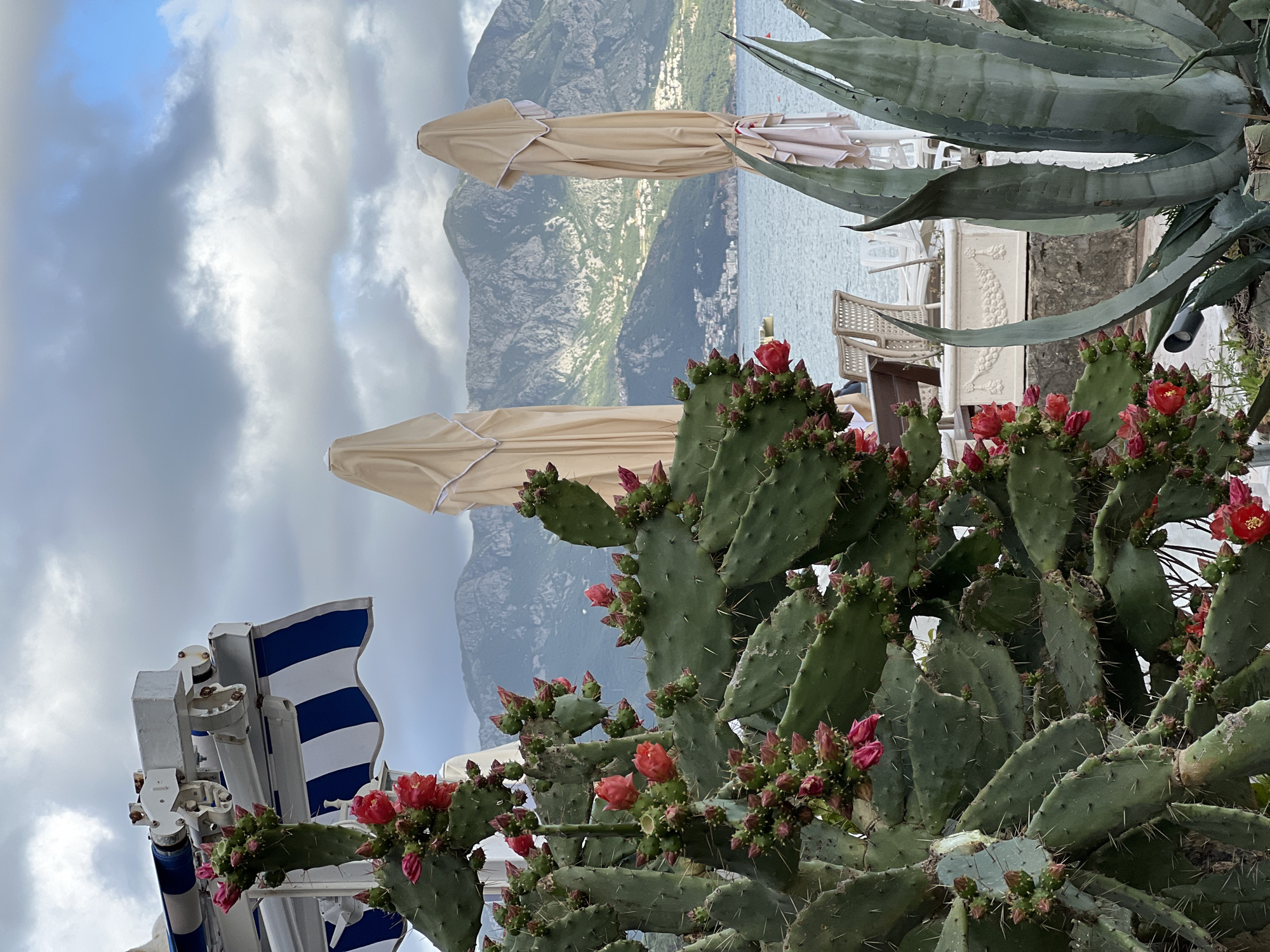 The image shows a view in Budva, Montenegro. The foreground features a large prickly pear cactus in bloom with vibrant red flowers. Behind the cactus are two closed beige umbrellas and a view of the mountainous coastline and the Adriatic Sea under a cloudy sky. To the left, a partially visible blue and white striped awning structure is present. To the right of the umbrellas, a large agave plant and parts of a patio area with chairs and a decorative wall with a seahorse relief can be seen.
