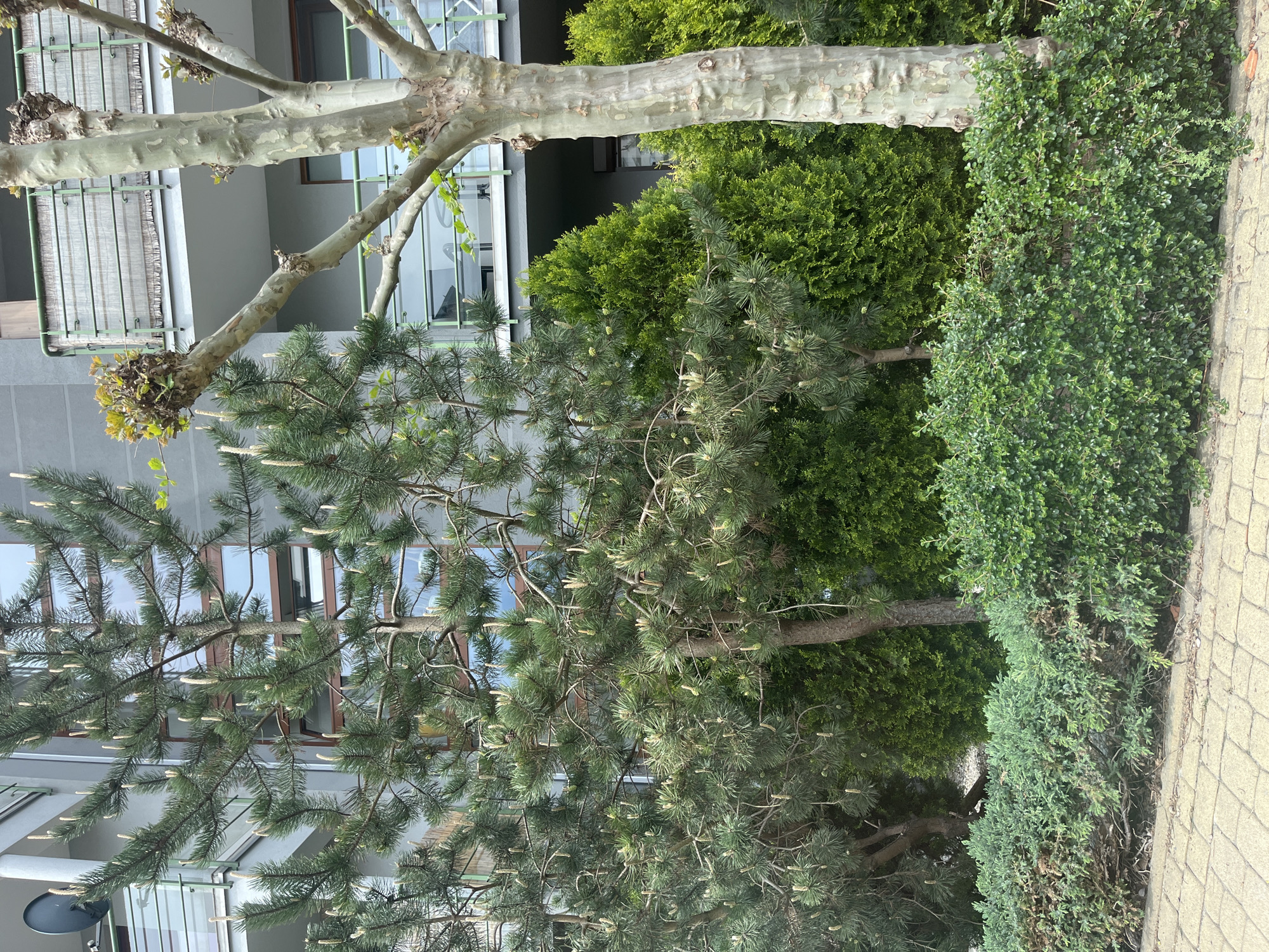 A ground-level, medium-shot photograph shows a variety of shrubbery and trees adjacent to a building. From right to left, a row of low, densely-leaved bushes borders a beige-colored stone walkway. Behind them, there is a tall, conical evergreen tree. To the left of this, a medium-sized pine tree stands, with small, pale cylinders appearing on its branches. A smooth, light-colored tree trunk is visible across the top of the frame, with a portion of the building visible in the background through the foliage. The building has a grey facade, and several windows and a balcony with a green metal railing can be seen. There is a satellite dish attached to the building.