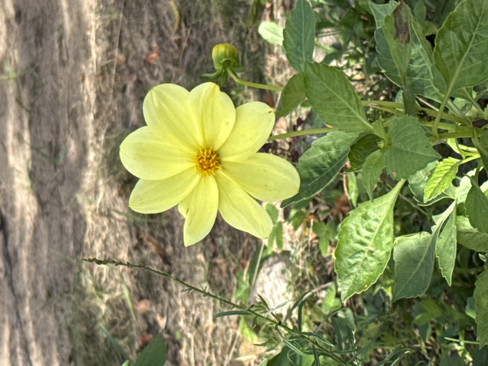 A single, bright yellow dahlia flower blooms in a garden setting, its petals unfurling outwards from a darker yellow and orange center. The flower is positioned slightly to the right of the frame's center. To the right of the bloom, a green dahlia bud is visible on a slender stem, pointing upwards. The plant's lush green leaves are prominent in the foreground and midground, with some showing slight imperfections like brown spots. A thin, vertical stem with small, dark buds is visible to the left of the flower. The background consists of dry, brown soil and sparse, dry grass, with dappled sunlight creating shadows. The overall impression is of a garden in Krasnodolinskaya, Ozerki, Russia, during a period of growth.